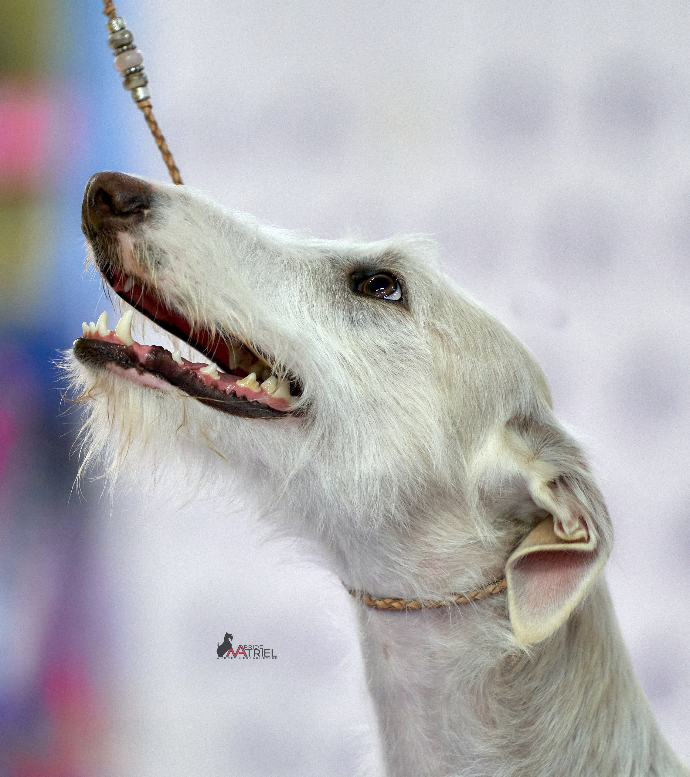 Портреты собак — галерея NATRIEL