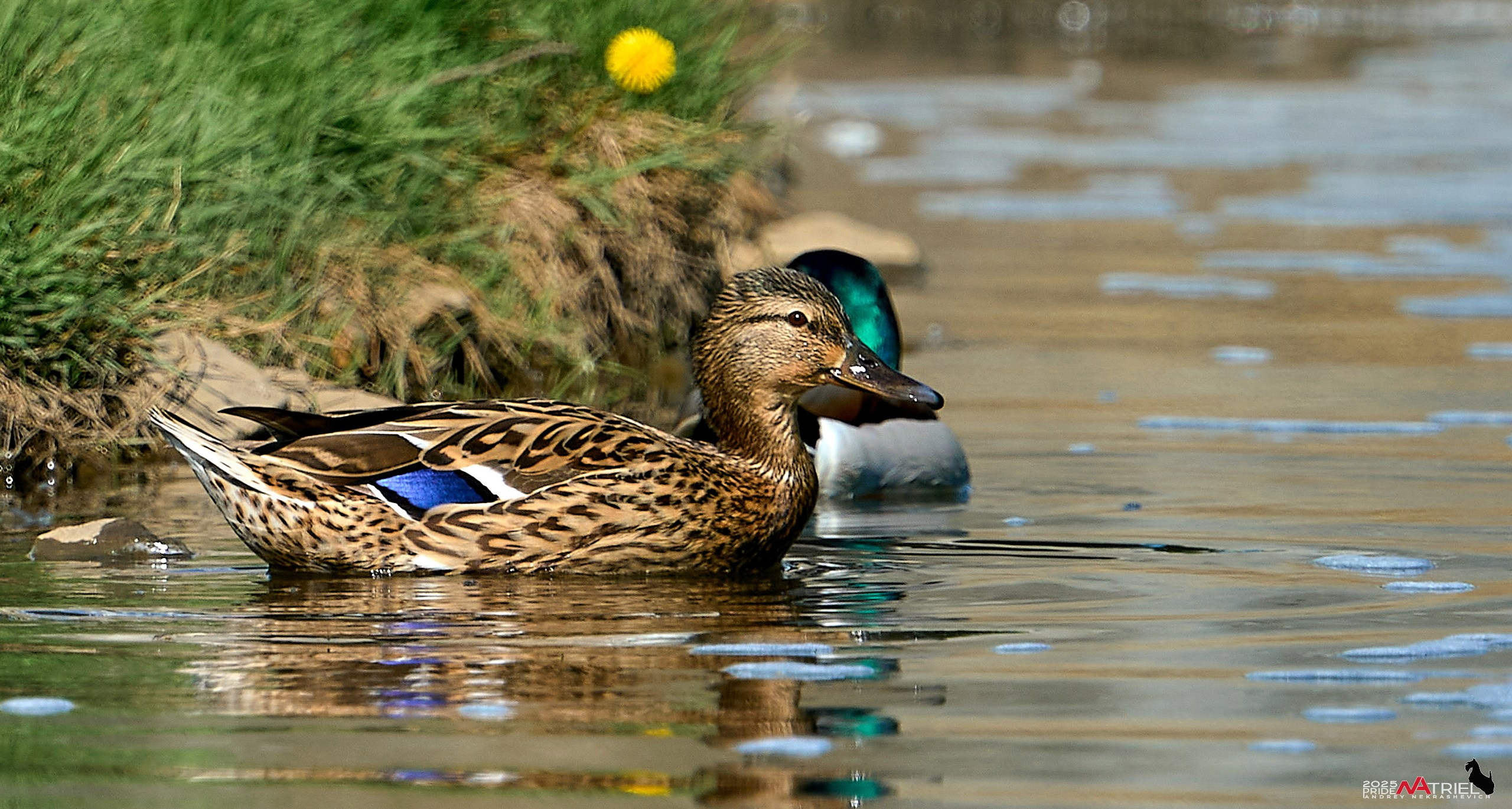 Птички и цветочки