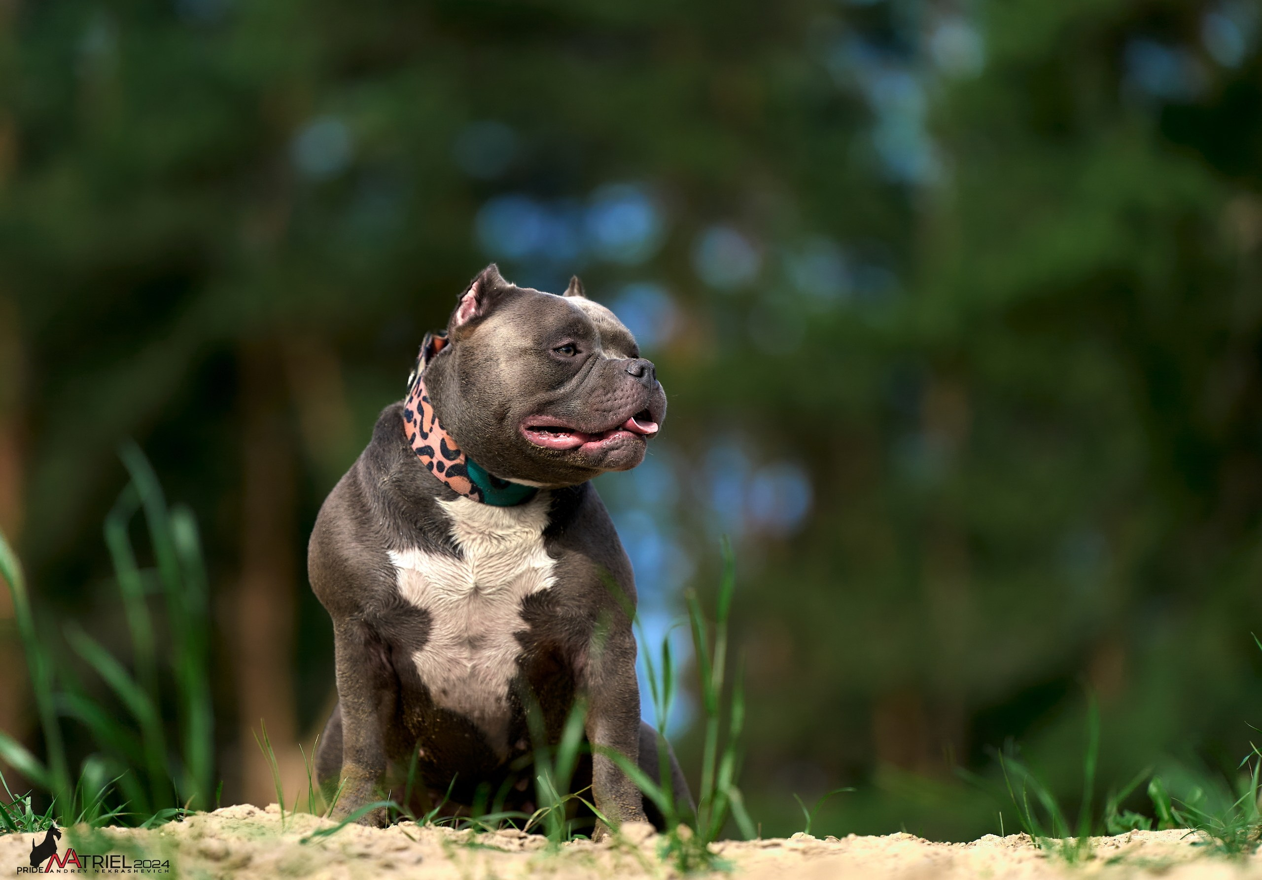 Фотопрогулка с булли