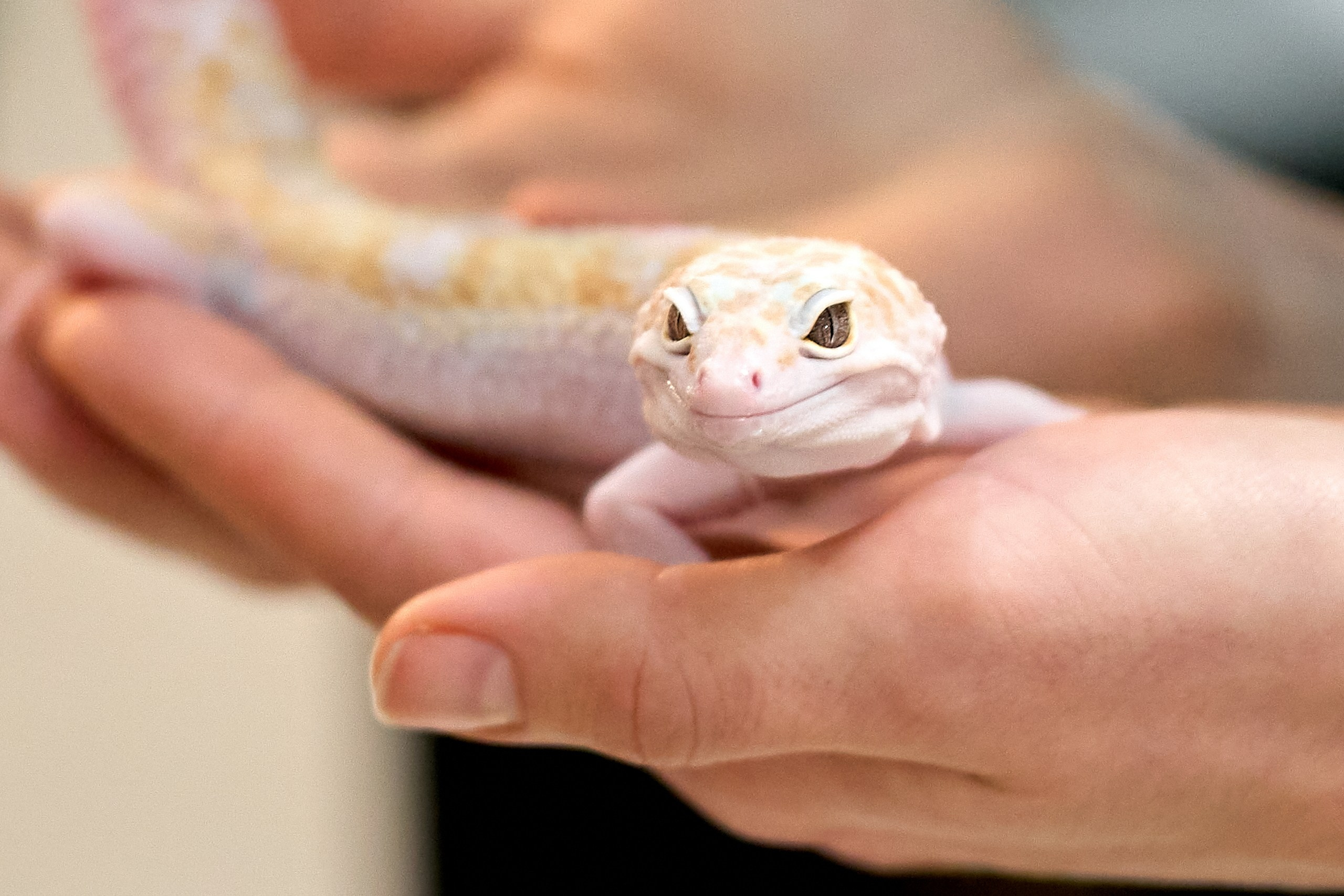 Рептилии — галерея NATRIEL