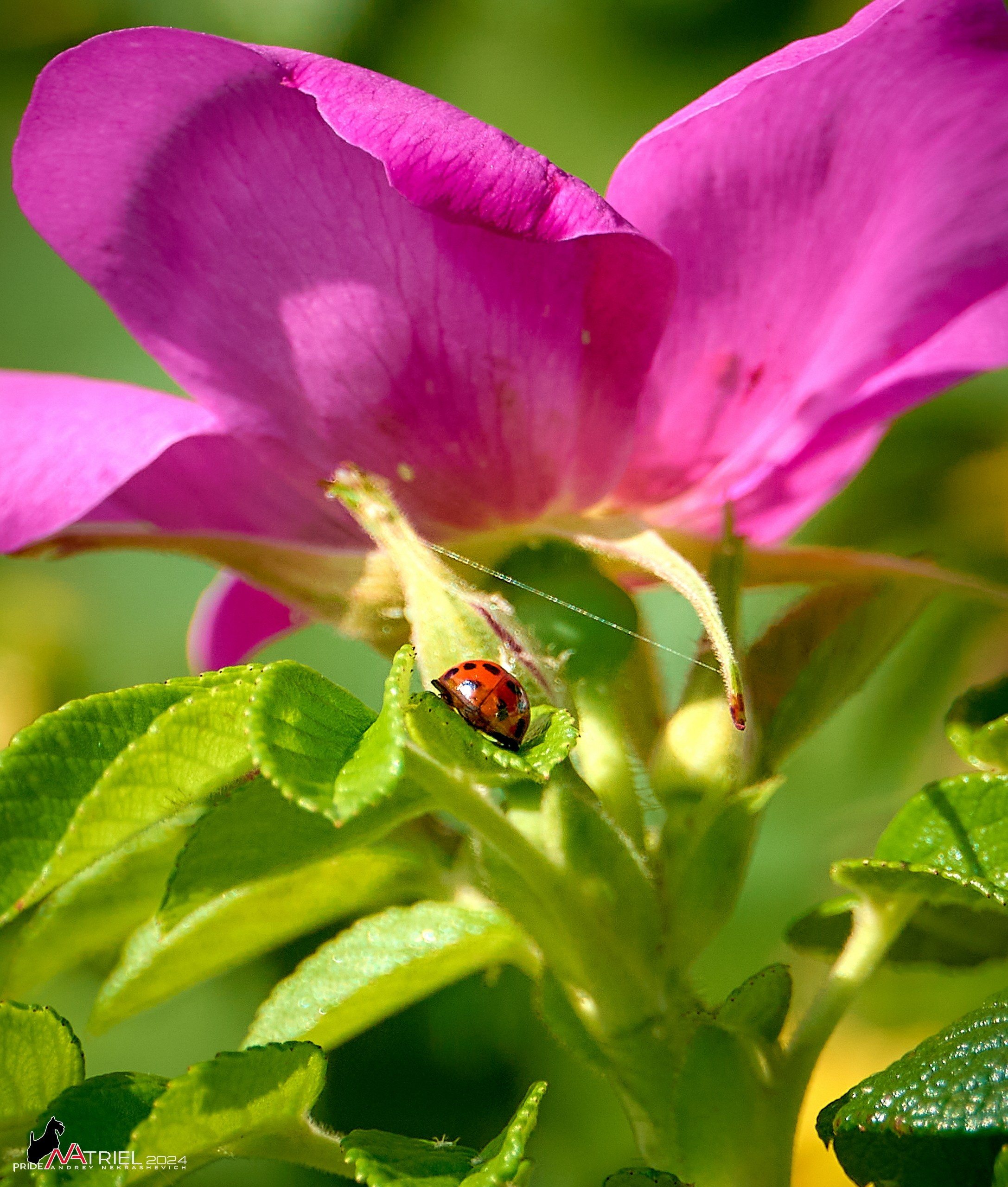 Съемка природы, макро