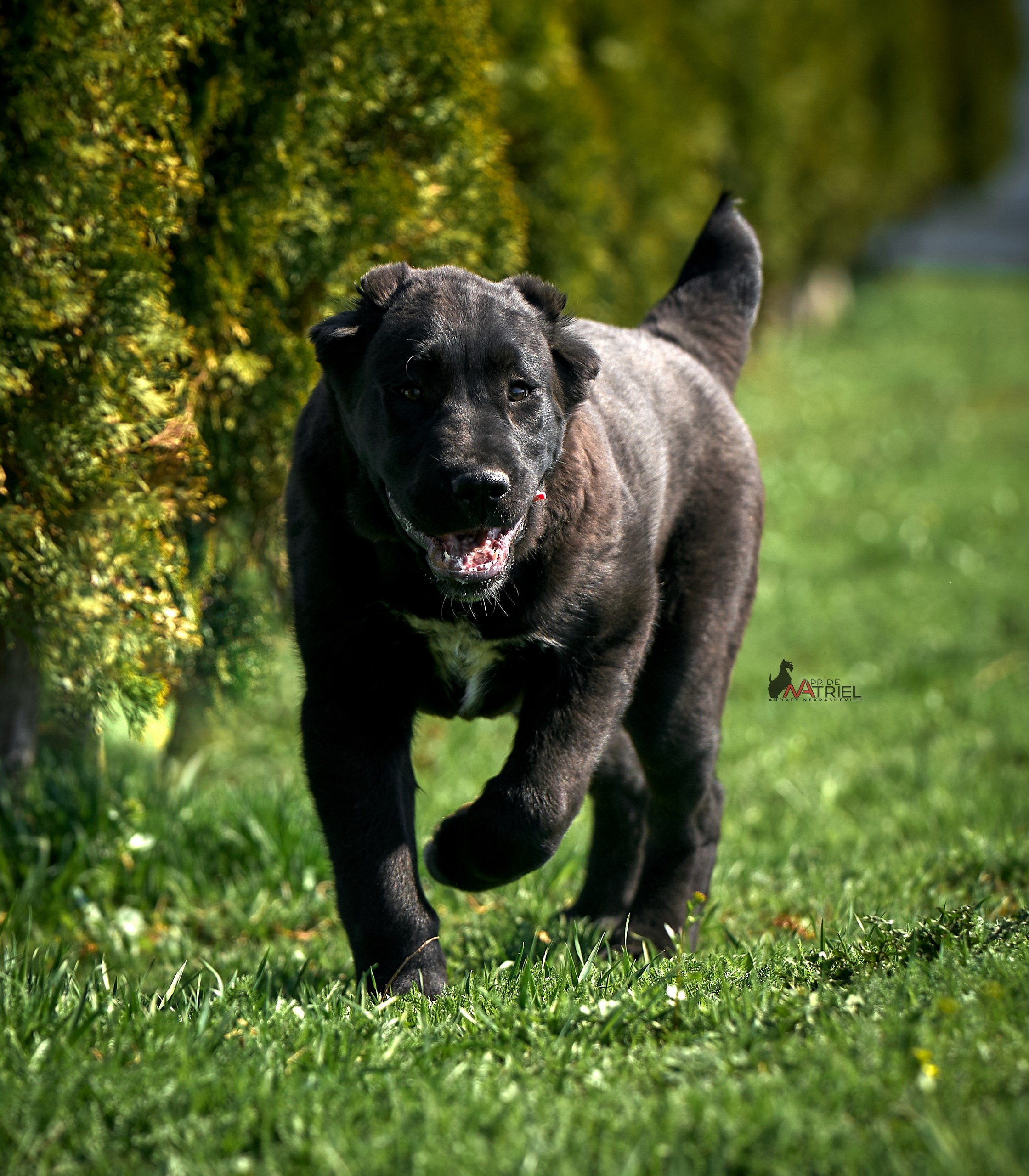 Среднеазиаты — щенки и взрослые