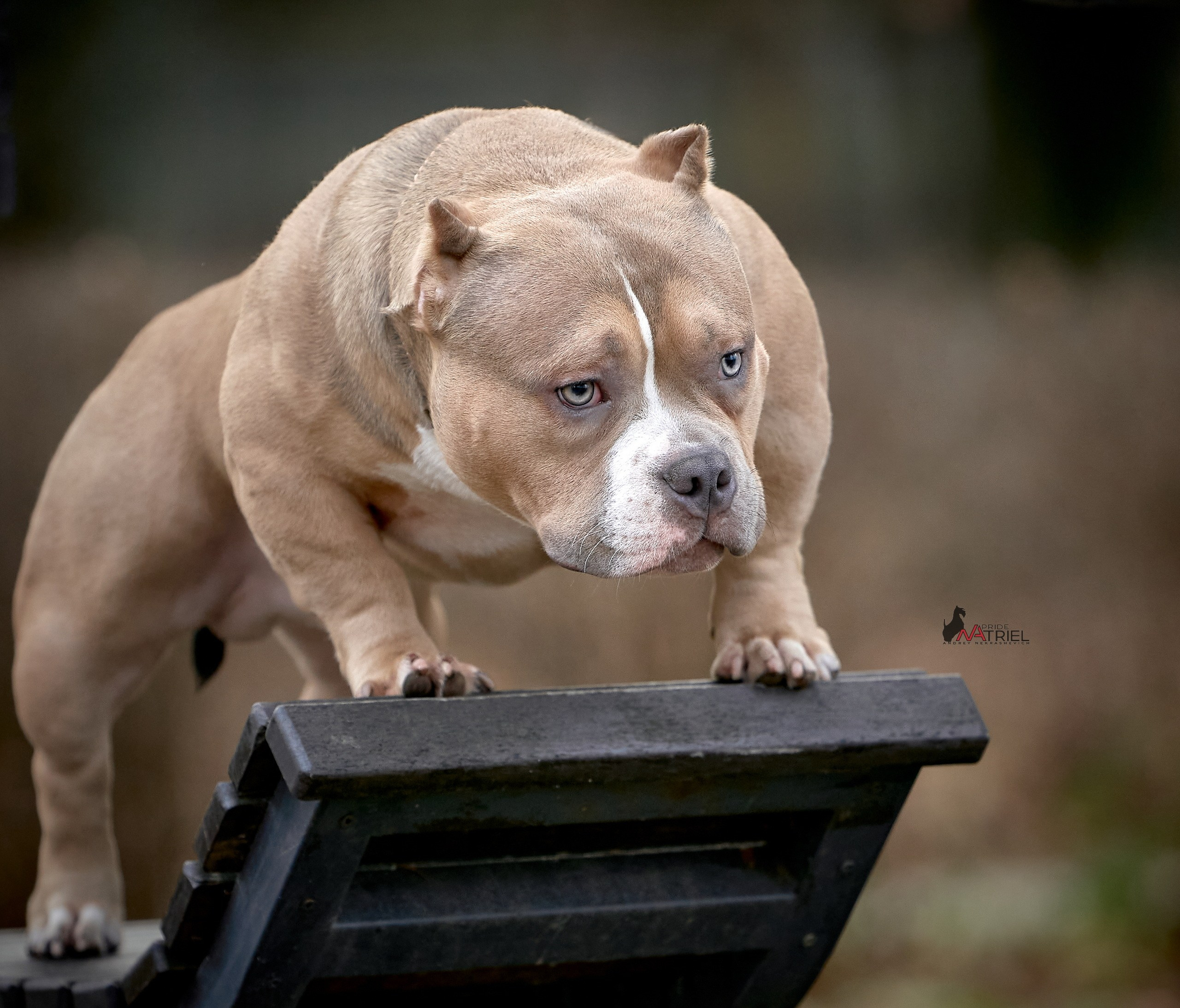 Портреты собак — галерея NATRIEL