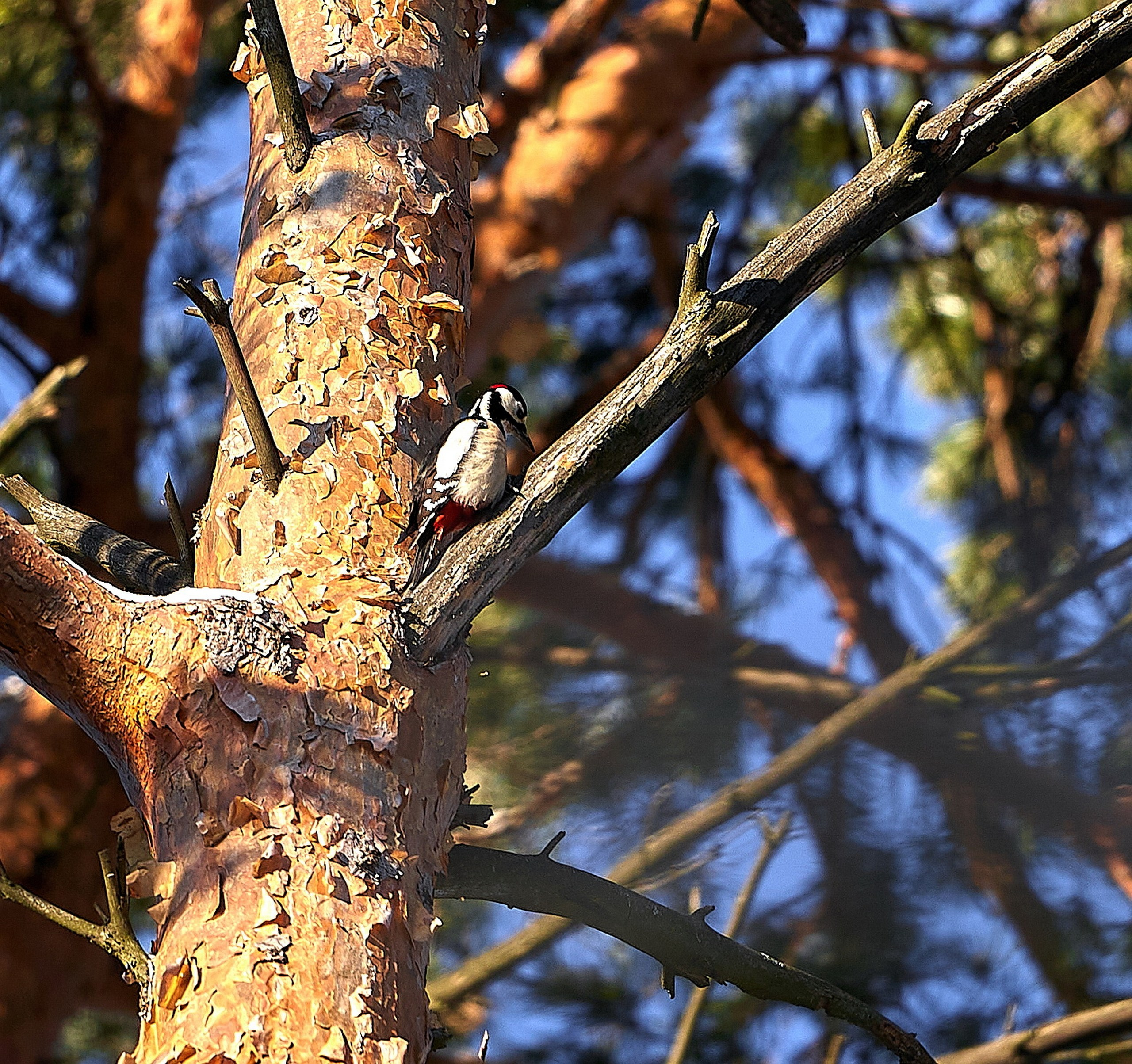 Фото птиц — галерея NATRIEL