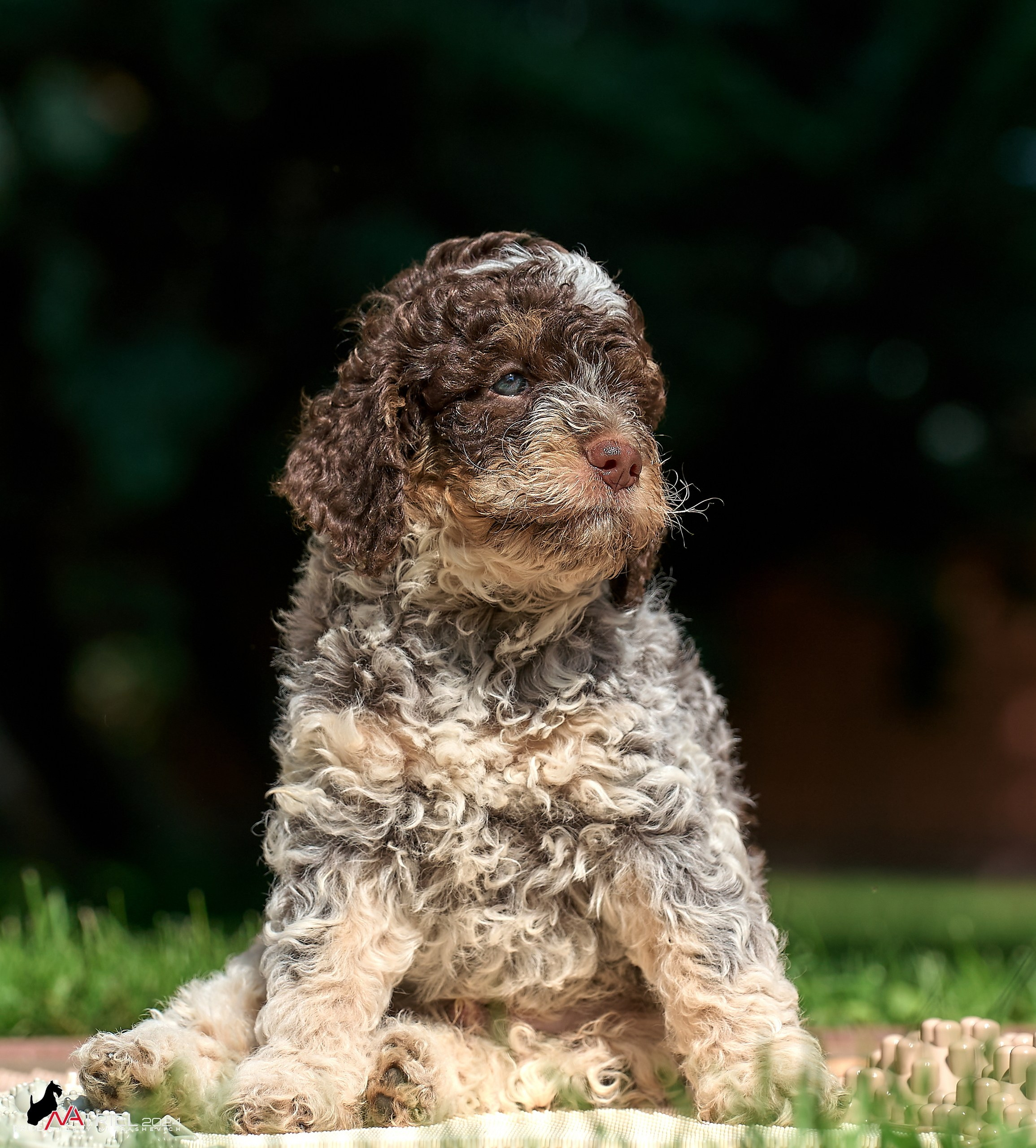 Съемка щенков лаготто