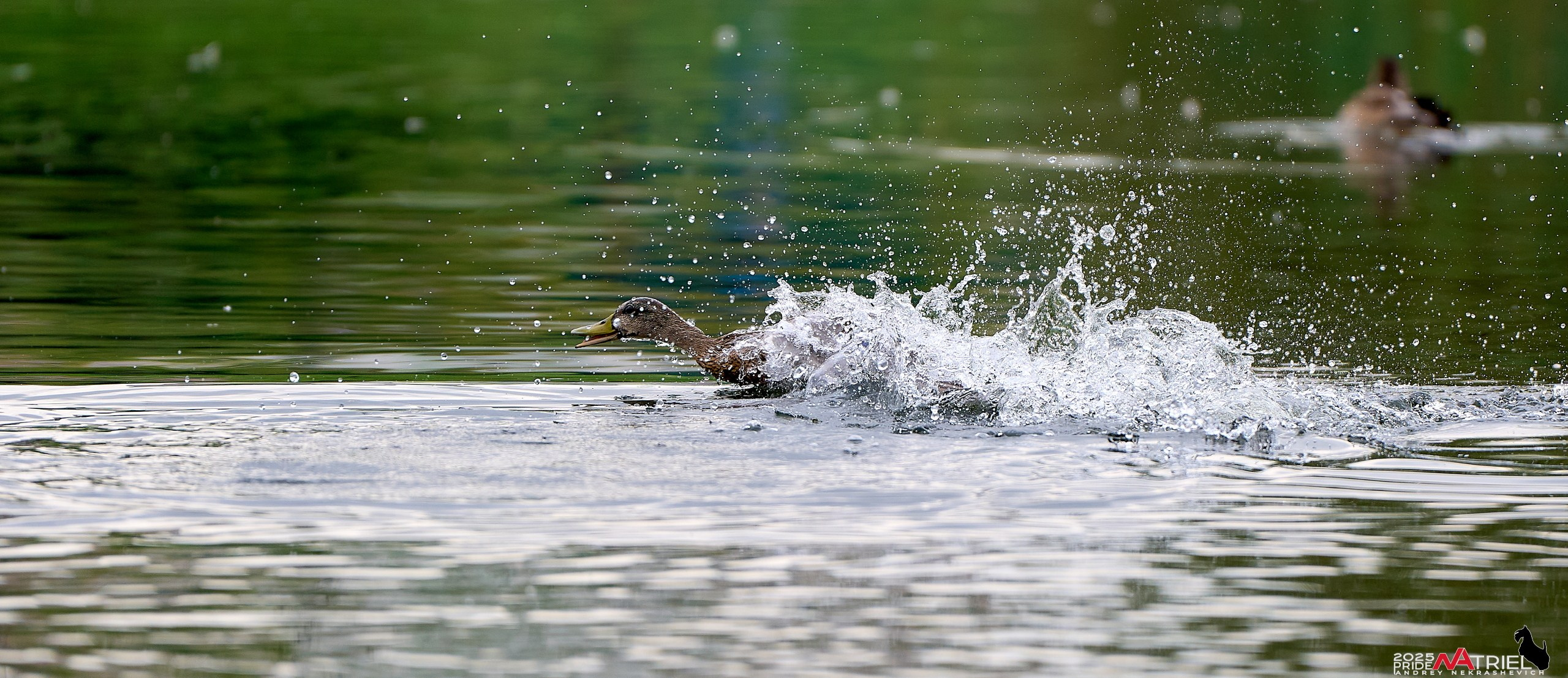 Утки на пруду