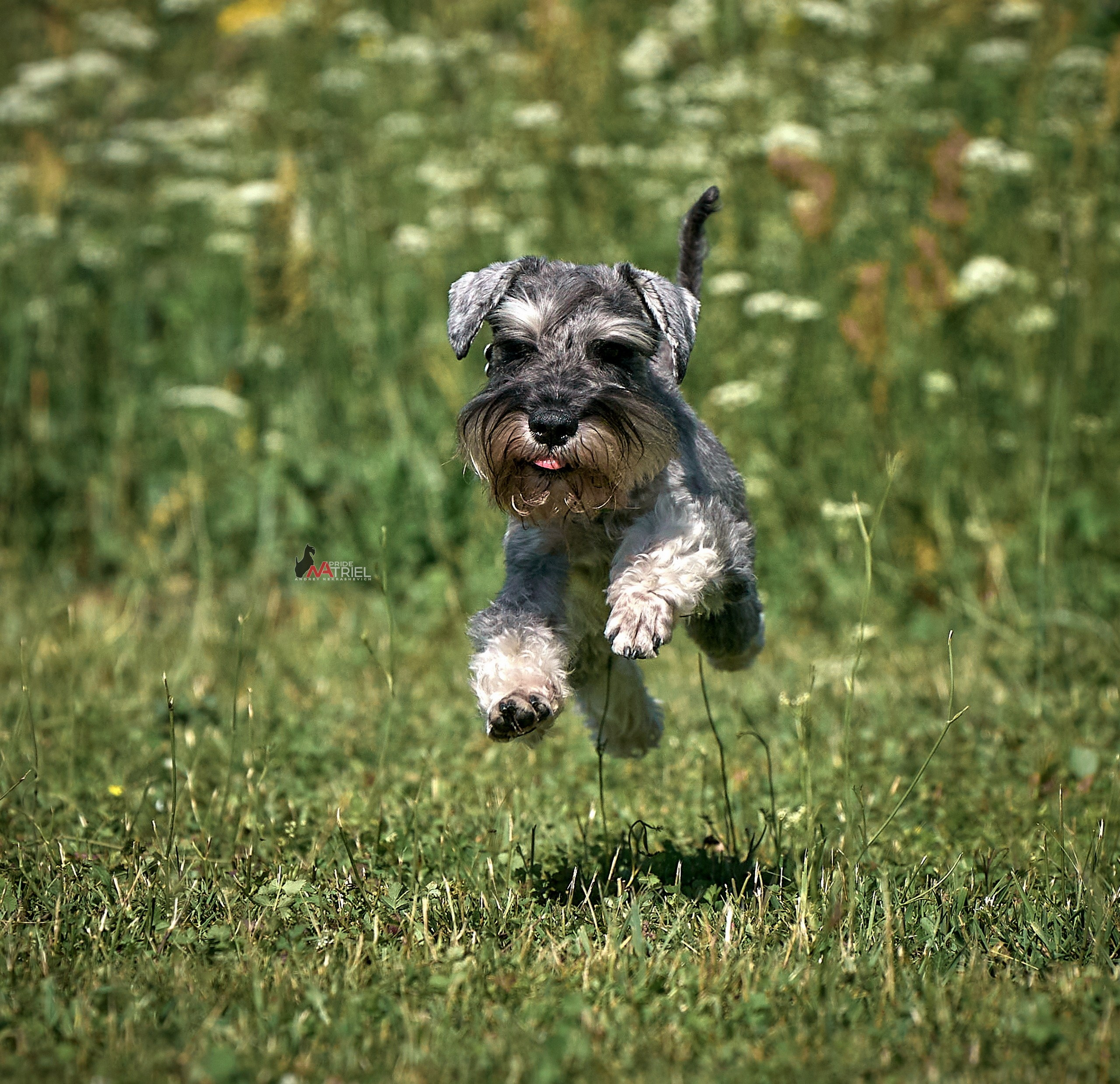 Прогулка в движении — галерея NATRIEL