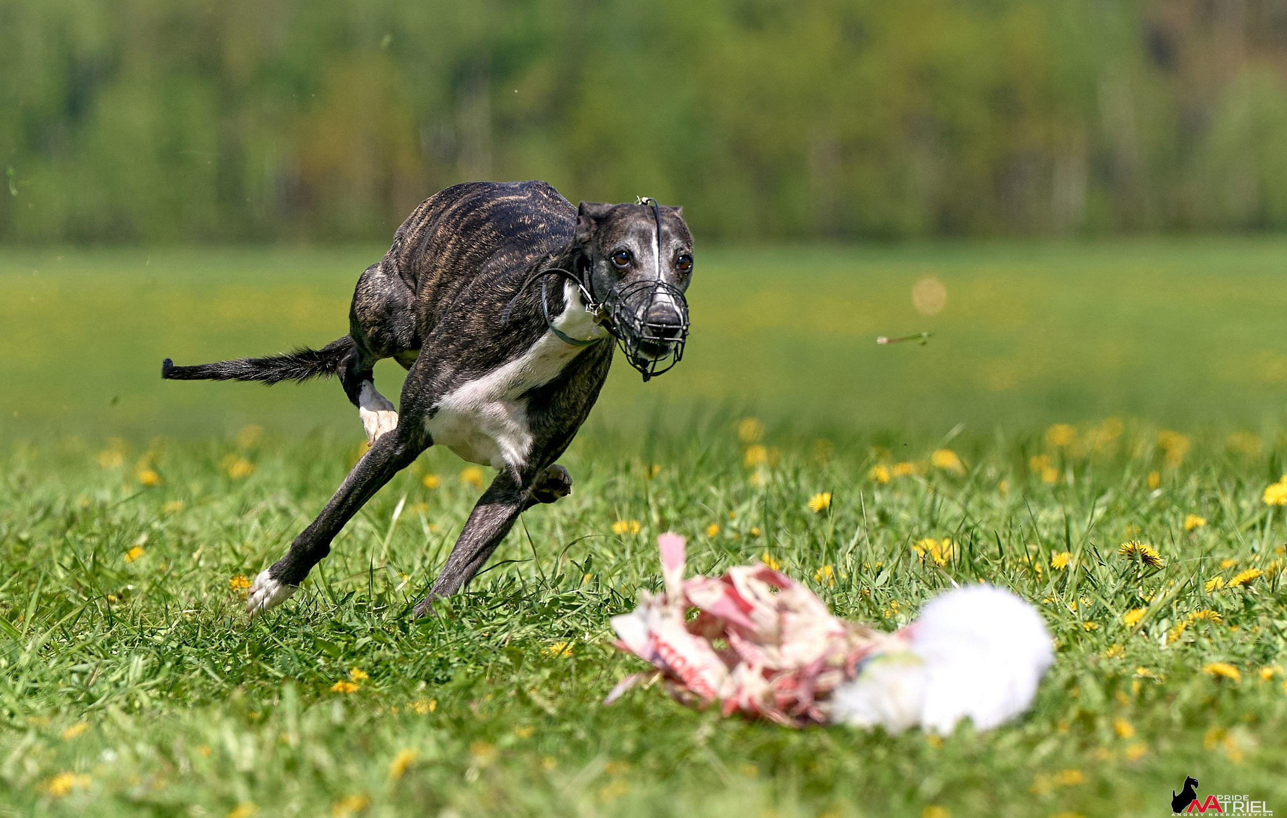 Съемка курсинг — галерея NATRIEL