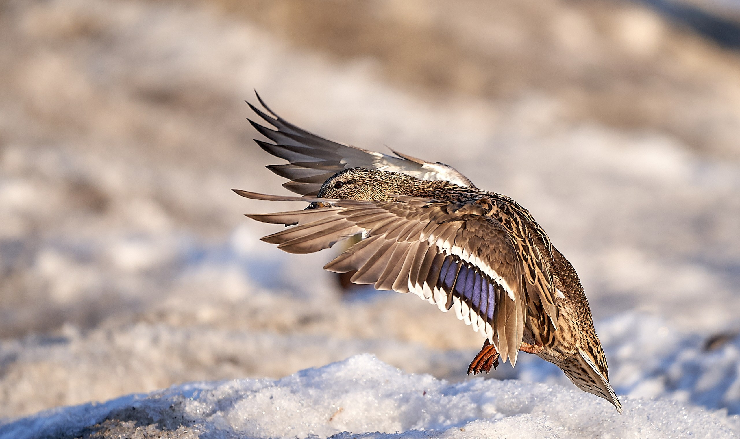 Фото птиц — галерея NATRIEL