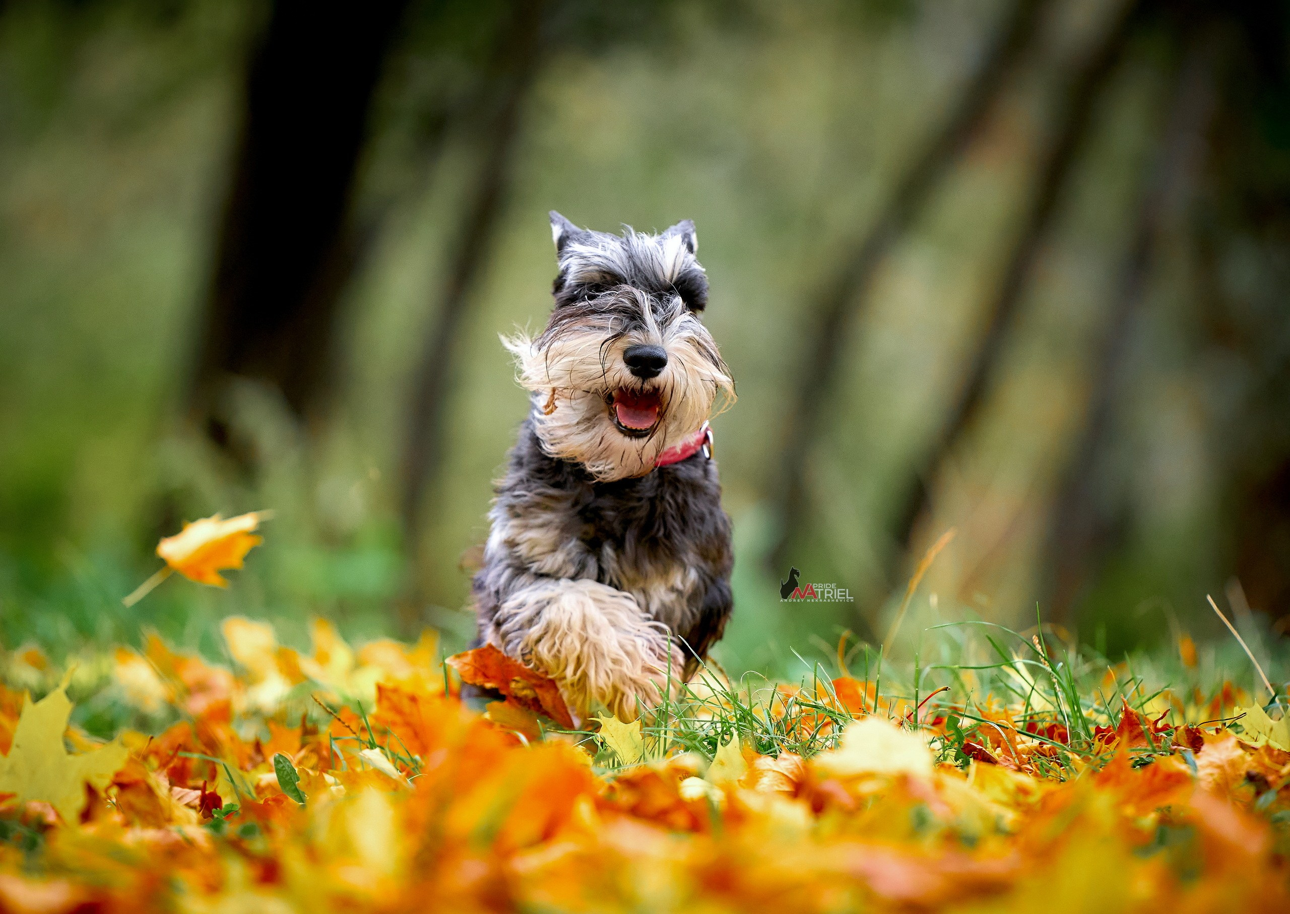 Прогулка в движении — галерея NATRIEL