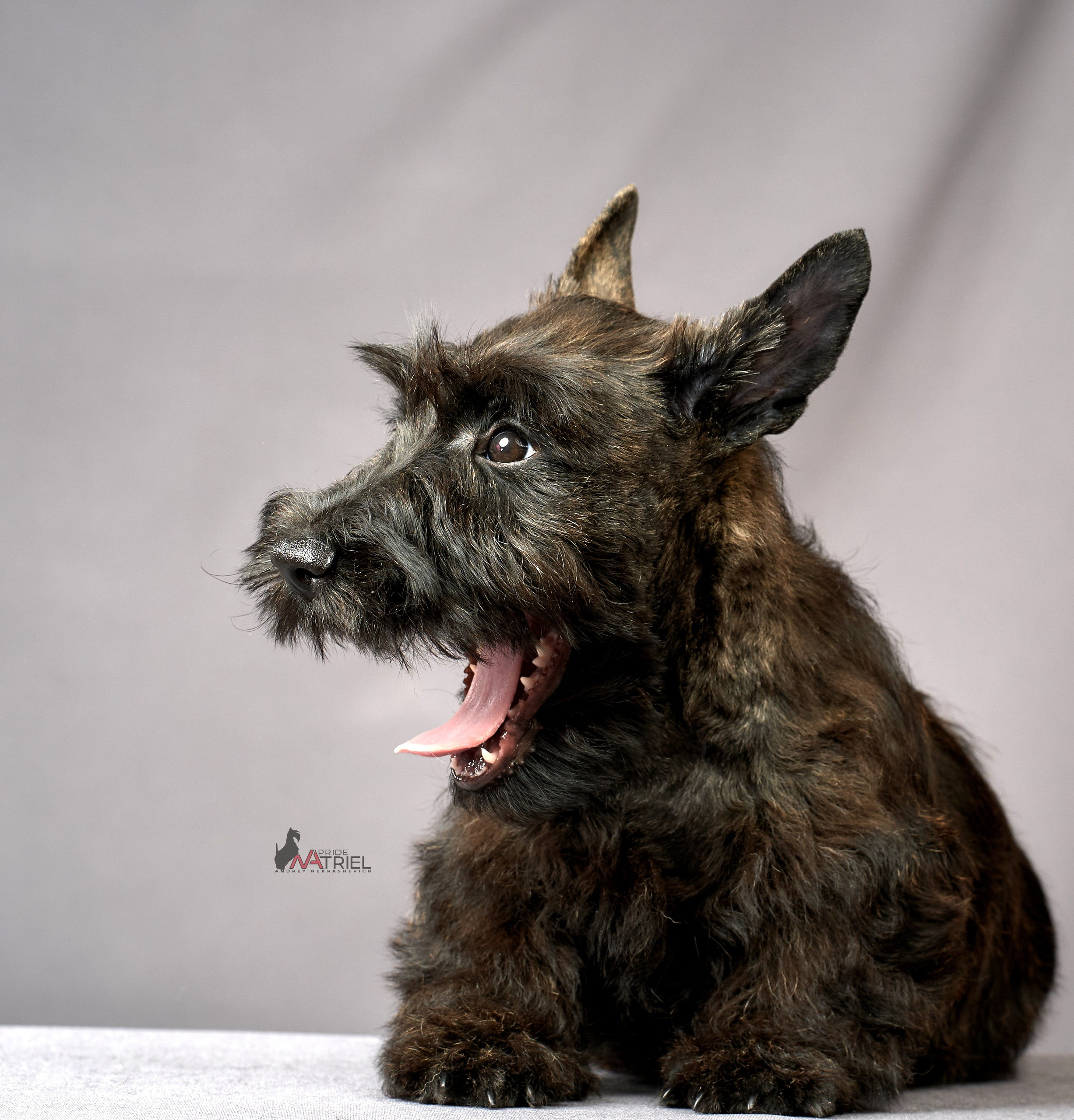 Съемка щенков скотч-терьеров