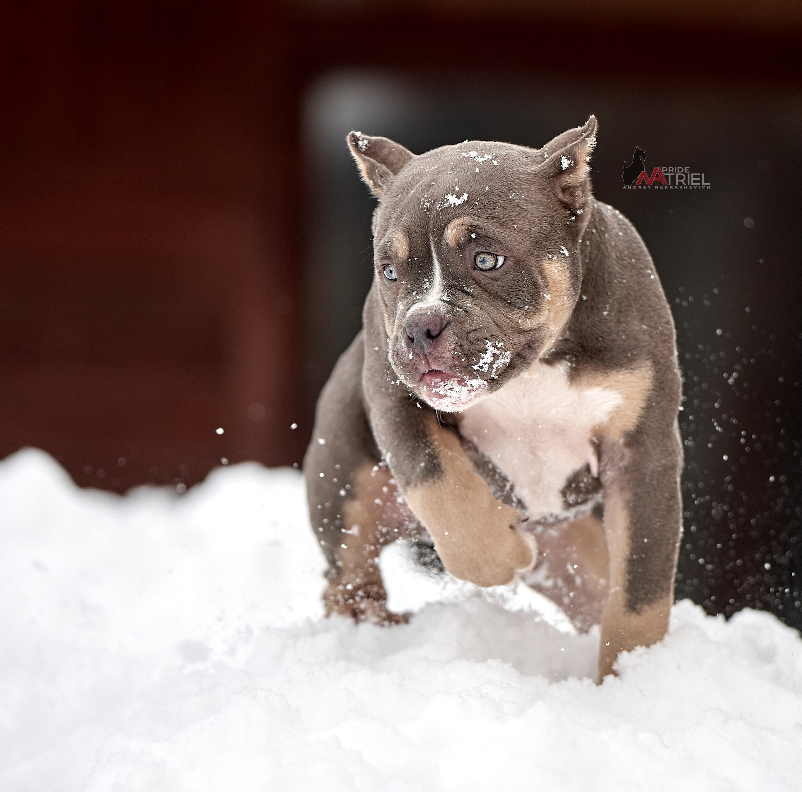 Щенки на прогулке — галерея NATRIEL