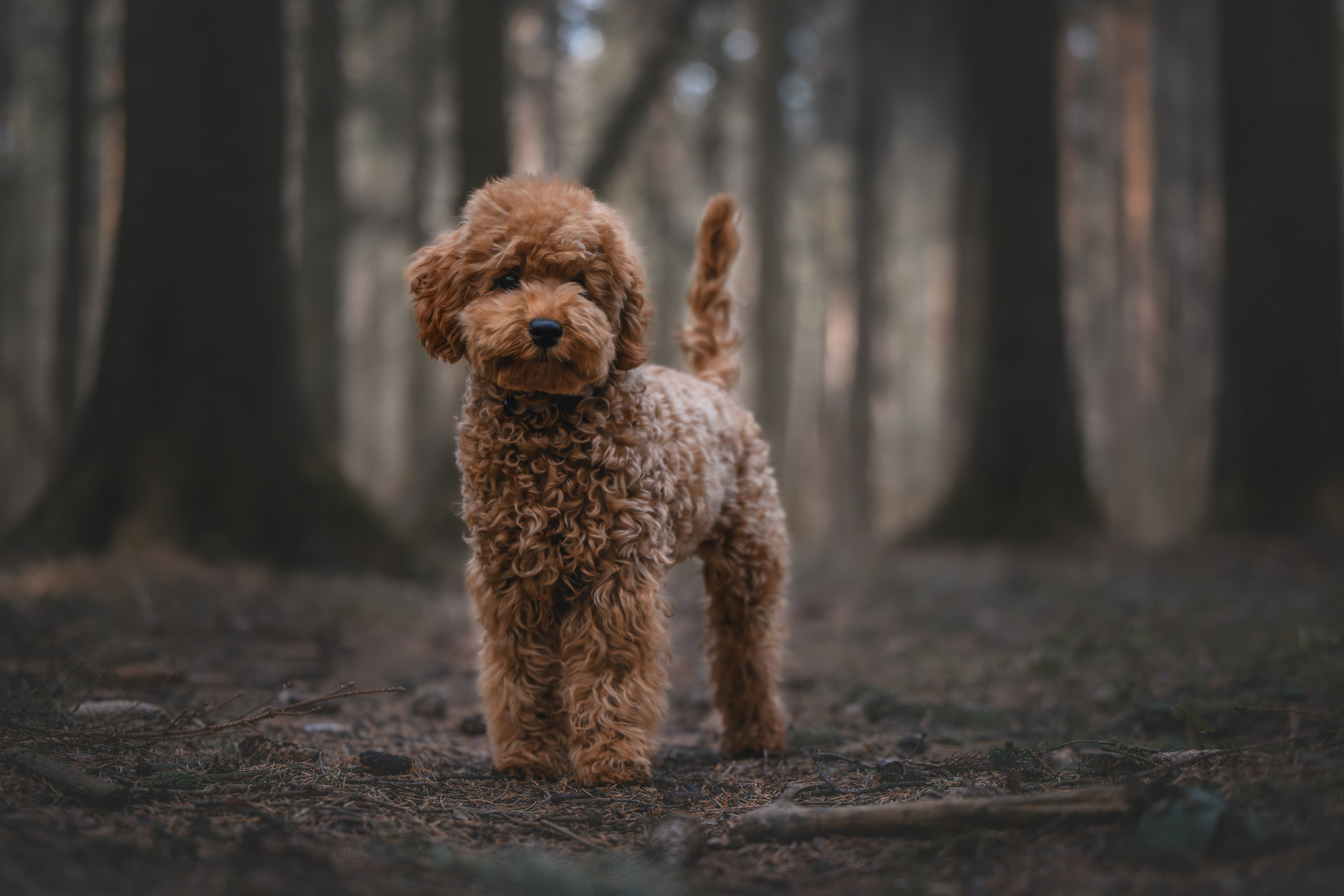 Пудель в лесу. Фотограф Анималист в Москве Анастасия Жучкова