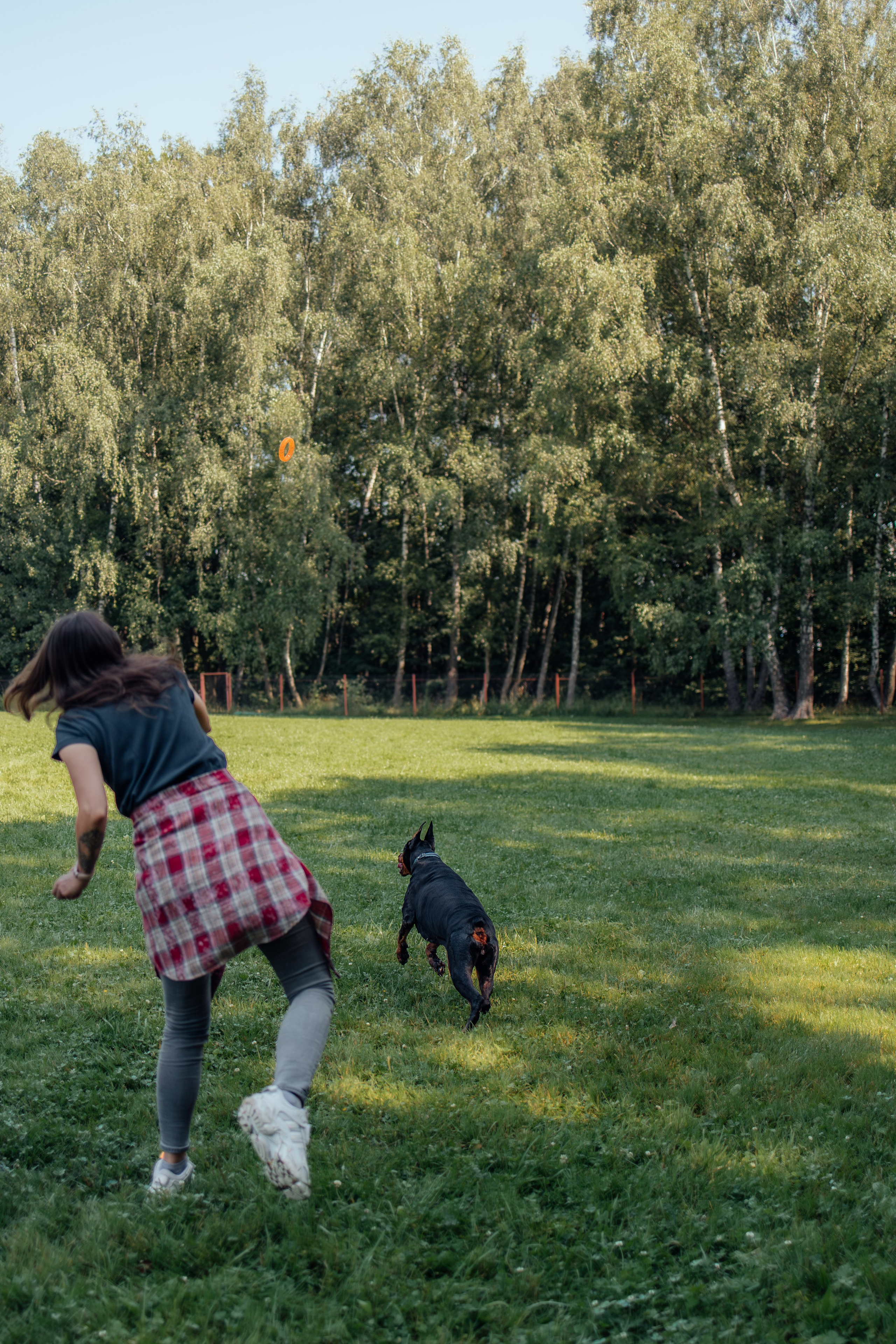 Доберман Айза. Фотограф Анималист в Москве Анастасия Жучкова