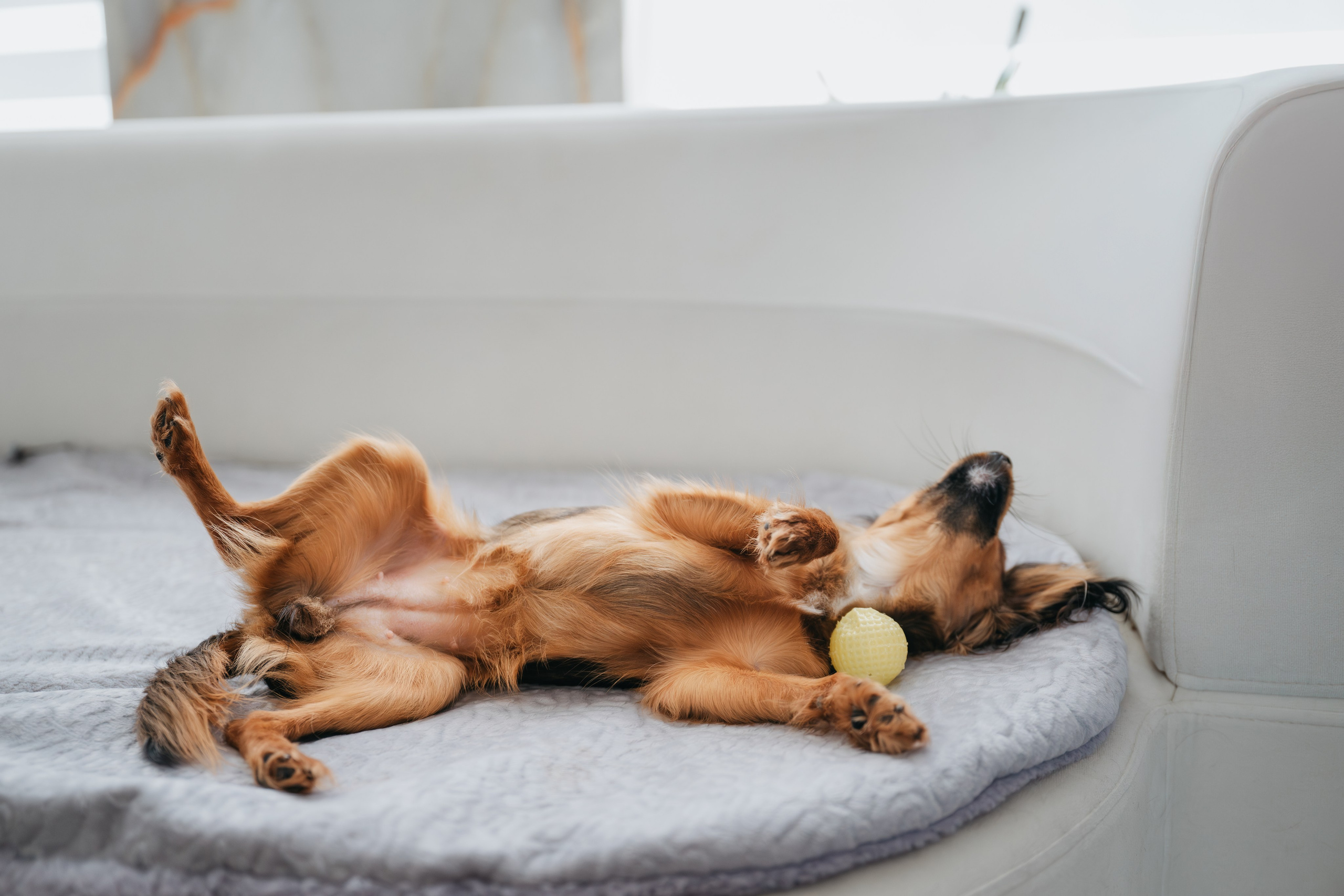 Домашняя съемка. Фотограф Анималист в Москве Анастасия Жучкова