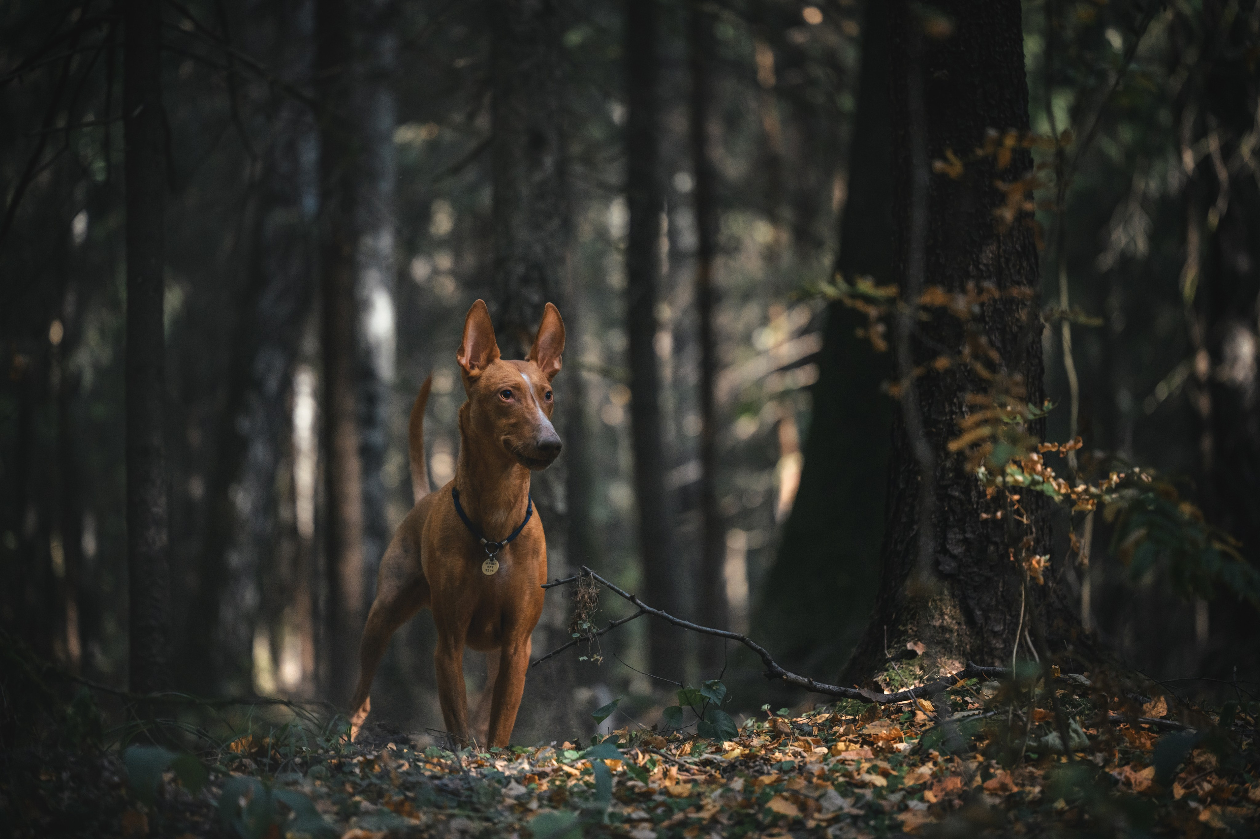 Чирнеко. Лесная прогулка. Фотограф Анималист в Москве Анастасия Жучкова