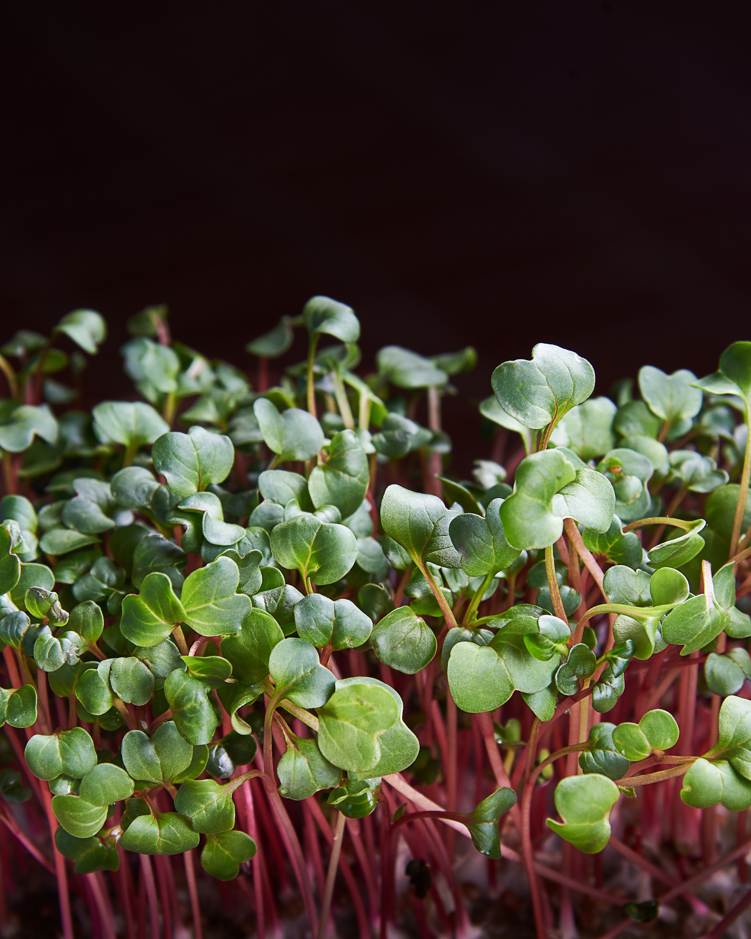 Примеры работ для рекламы и SMM. Рекламный и фуд фотограф в Красноярске Дмитрий Снег