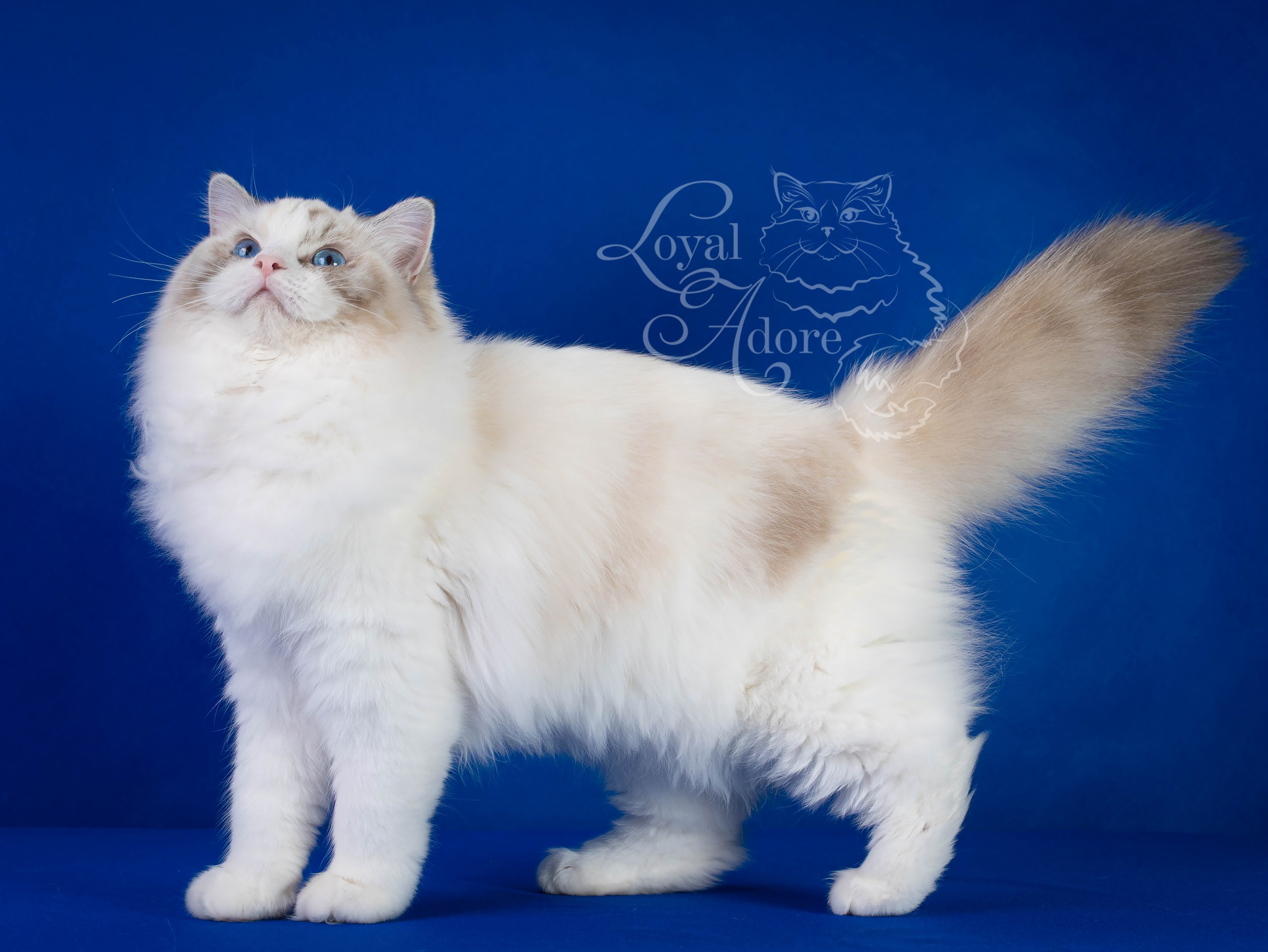 Кошки производители Loyal Adore. Питомник рэгдолл Loyal Adore