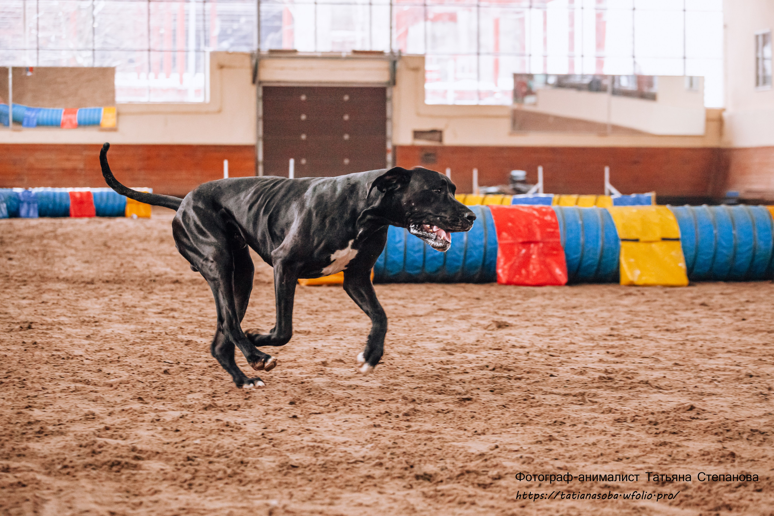 Соревнования по Аджилити 25.02.2024. Фотограф-анималист Татьяна Степанова