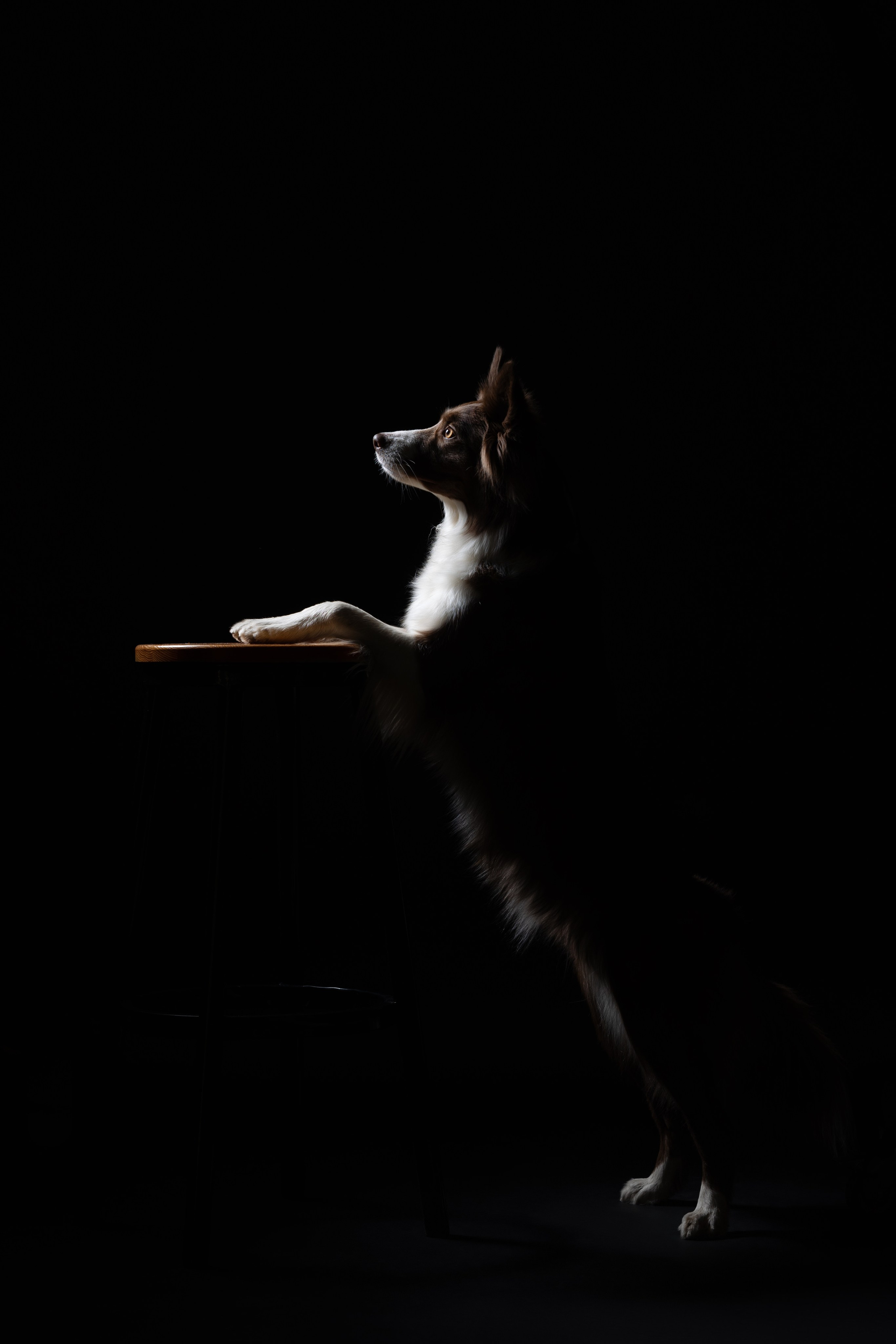 Фотосъемка собак в студии. Фотограф анималист в Москве Майорова Евгения