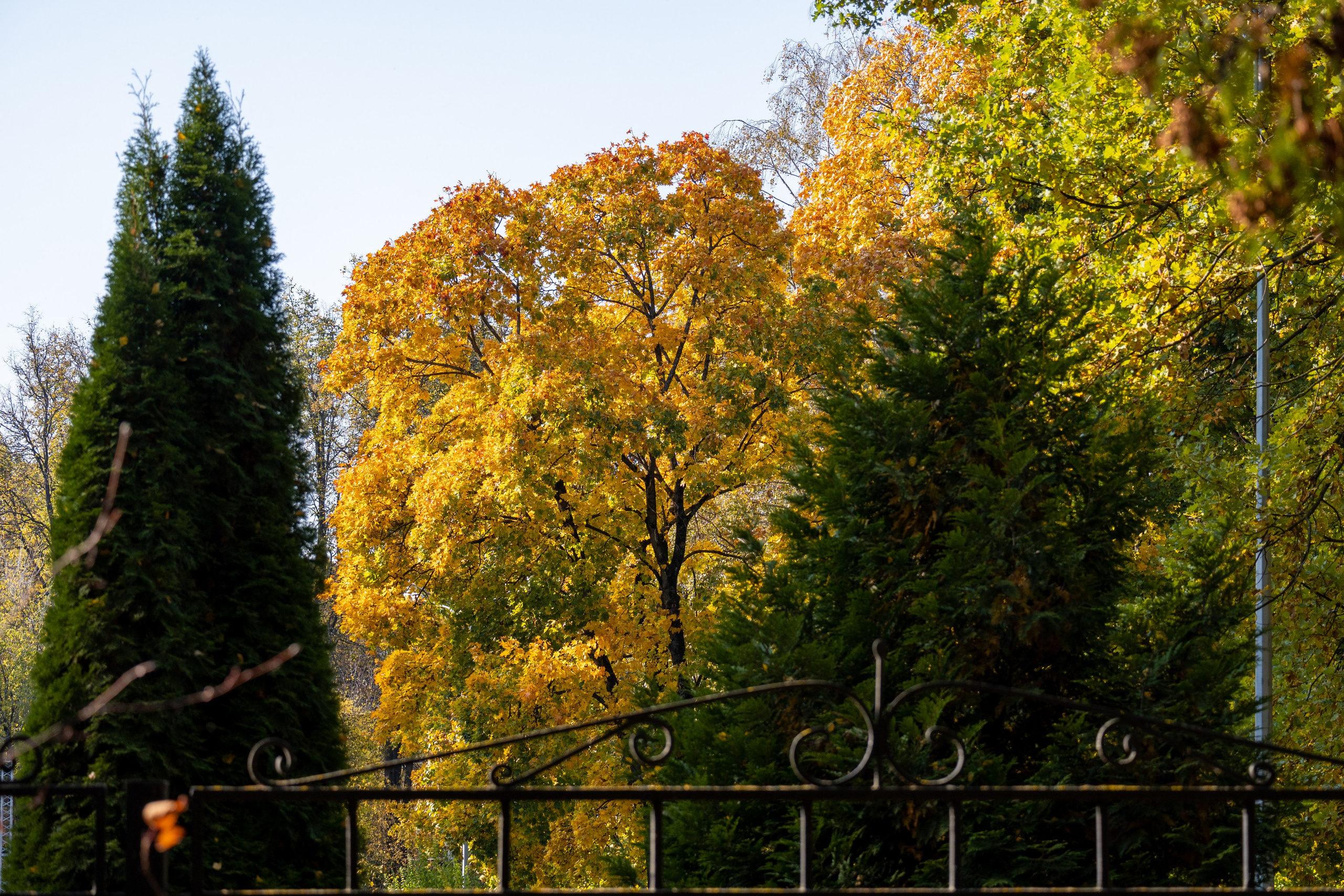 20241012 Измайлово. Дмитрий Ремизов. Фотография, как хобби