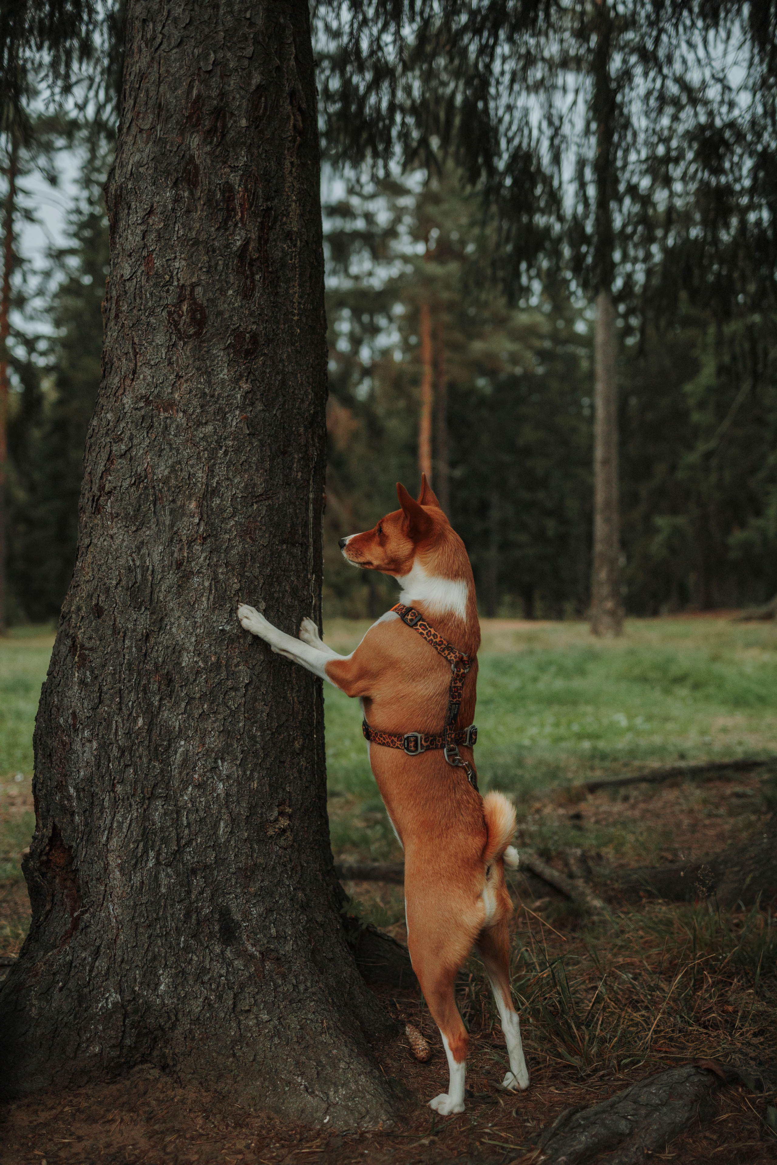 Даша и Лора. Фотограф-анималист в Санкт-Петеребурге Титова Алиса