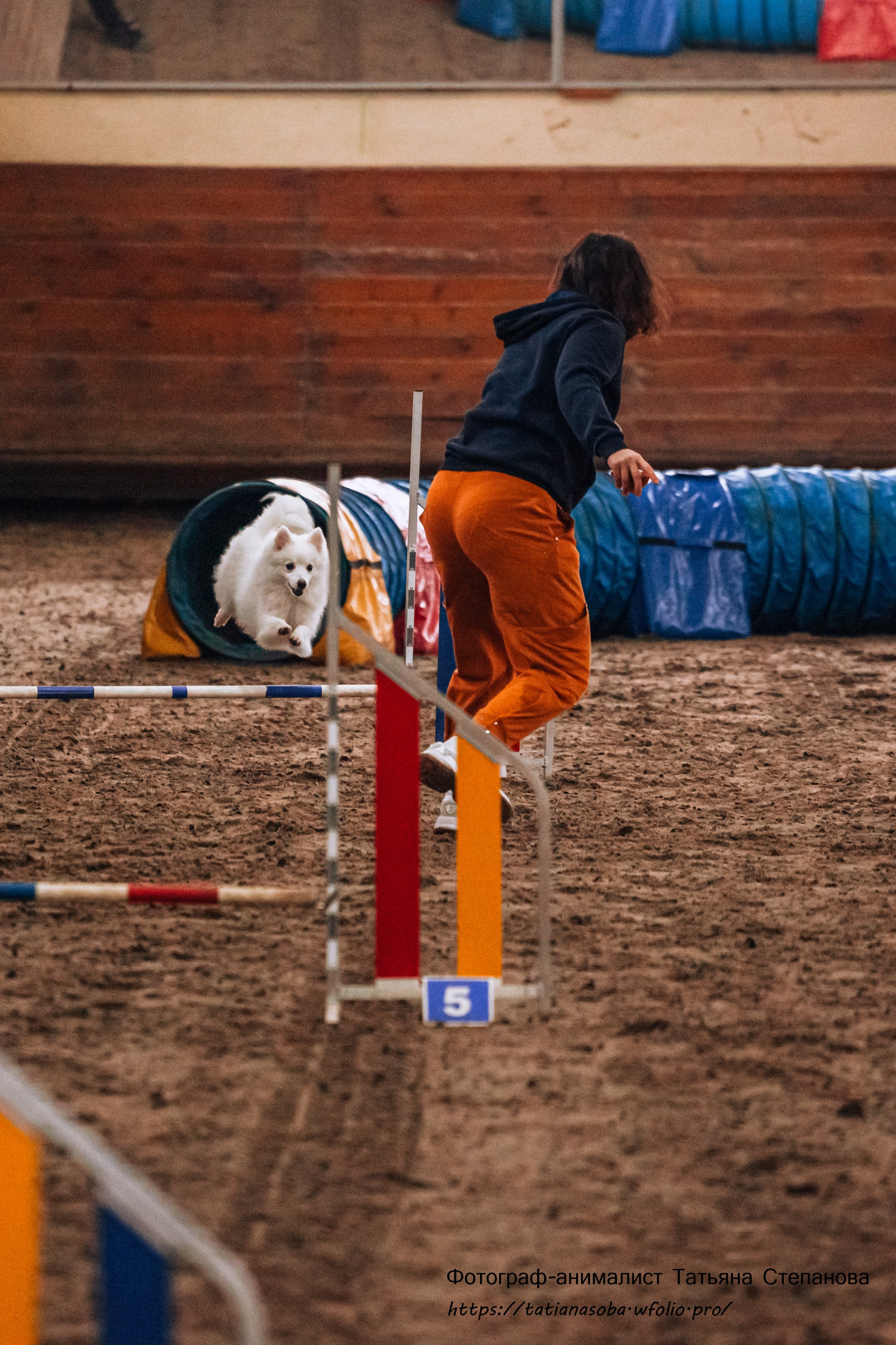 Соревнования по Аджилити 25.02.2024. Фотограф-анималист Татьяна Степанова