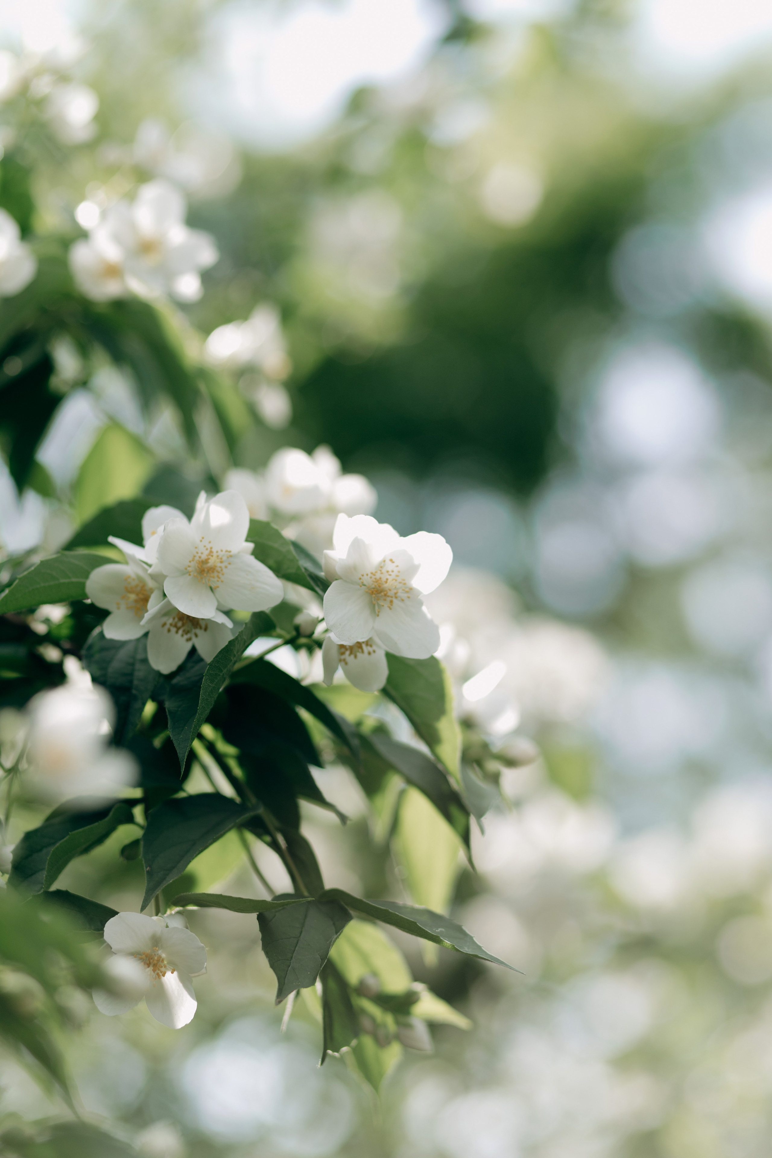 Аня & Игорь. Фотограф и преподаватель по фотографии в Воронеже Олеся Микерова