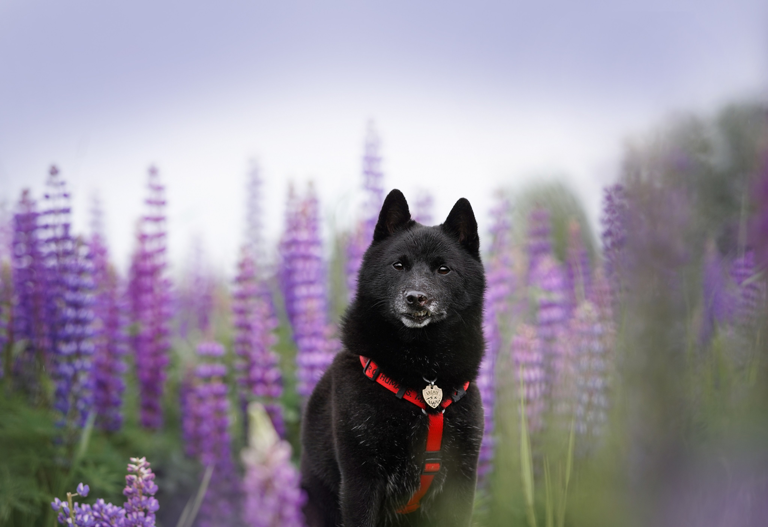 Аня Арчи и Панда в люпинах. Фотограф-анималист в Санкт-Петербурге Яна Мартынова