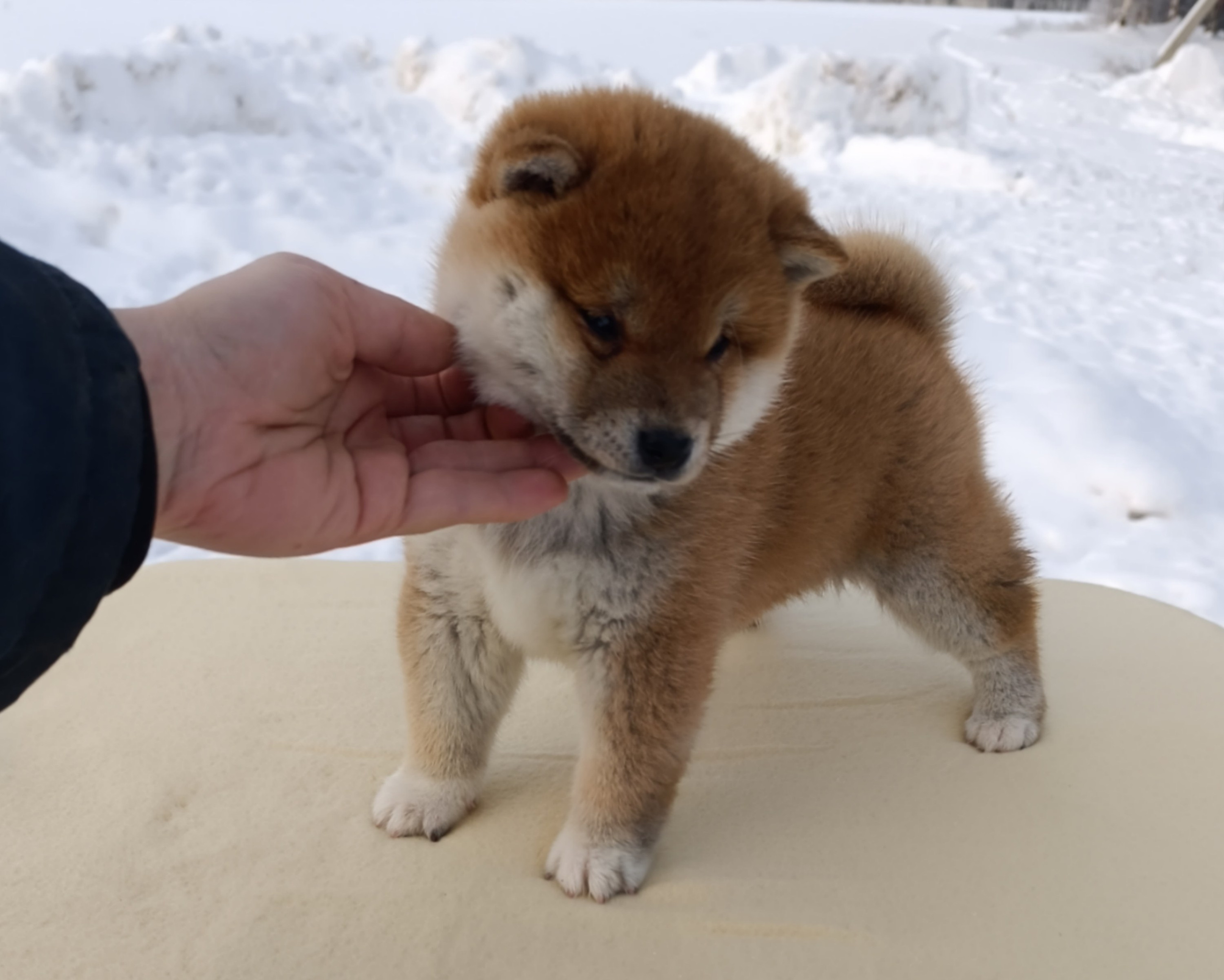 сиба питомник Рубилайт щенки на продажу rubylight  сиба щенки купить СПб Санкт-Петербург 