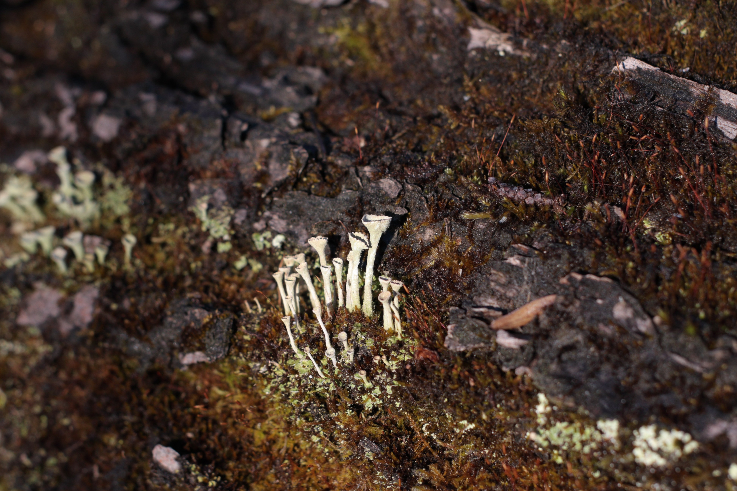 Старое природное, отбирала Katamount (Катерина Горохова). Главная