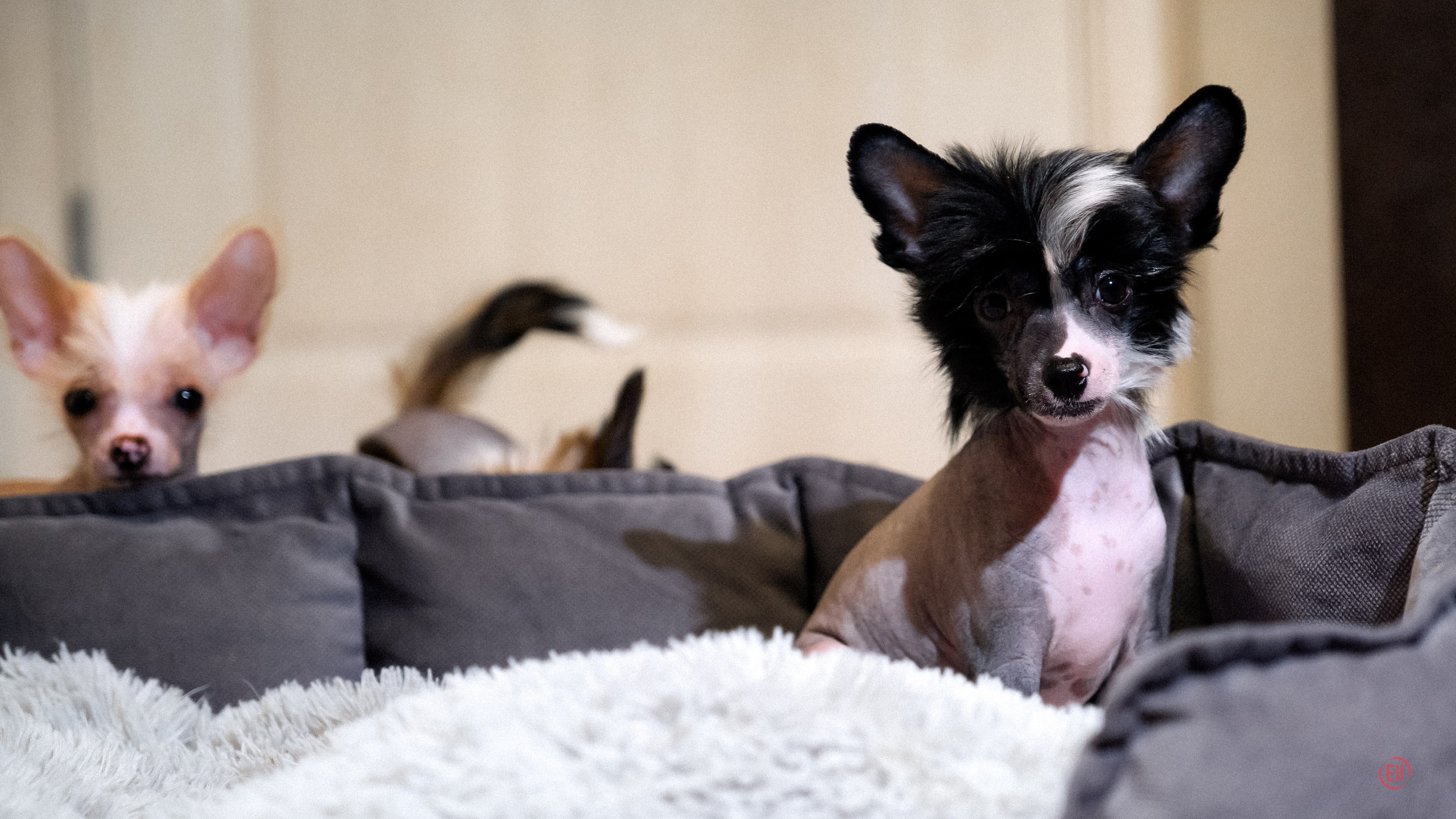 С наступающим 2026 Новым Годом!. Poale Ell Chinese Crested Dog Kennel: Buy a puppy from the kennel