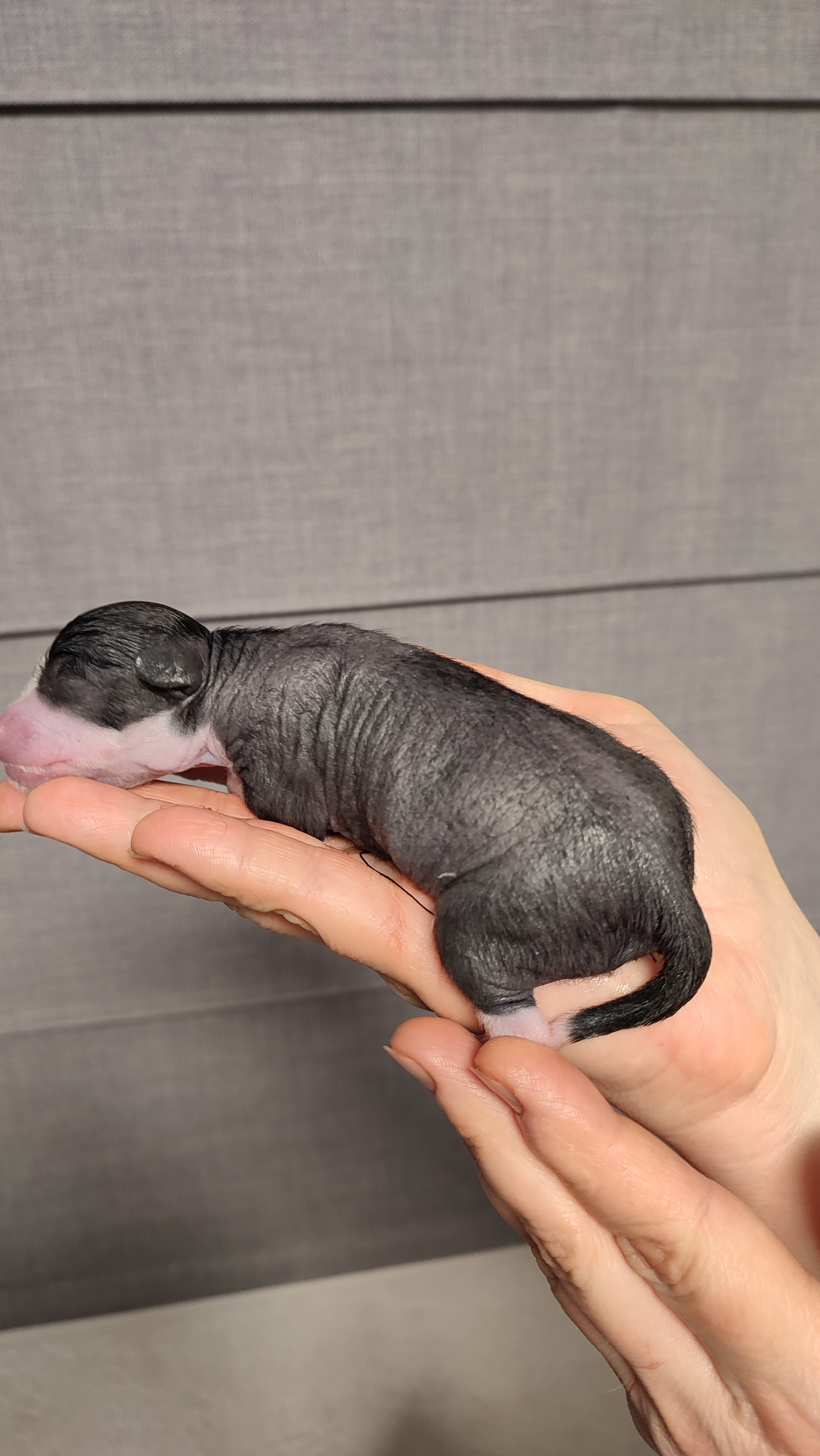 D4 День Рождения