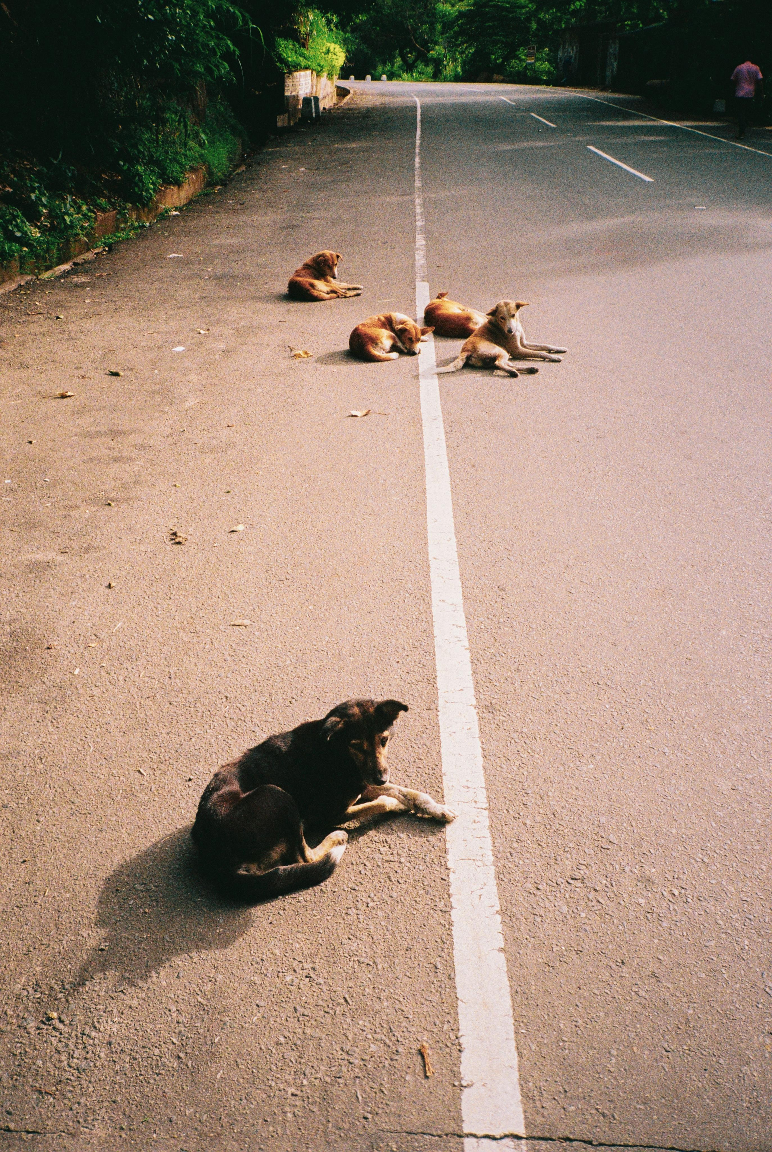 SRI LANKA'. Nik Paustovskiy photography