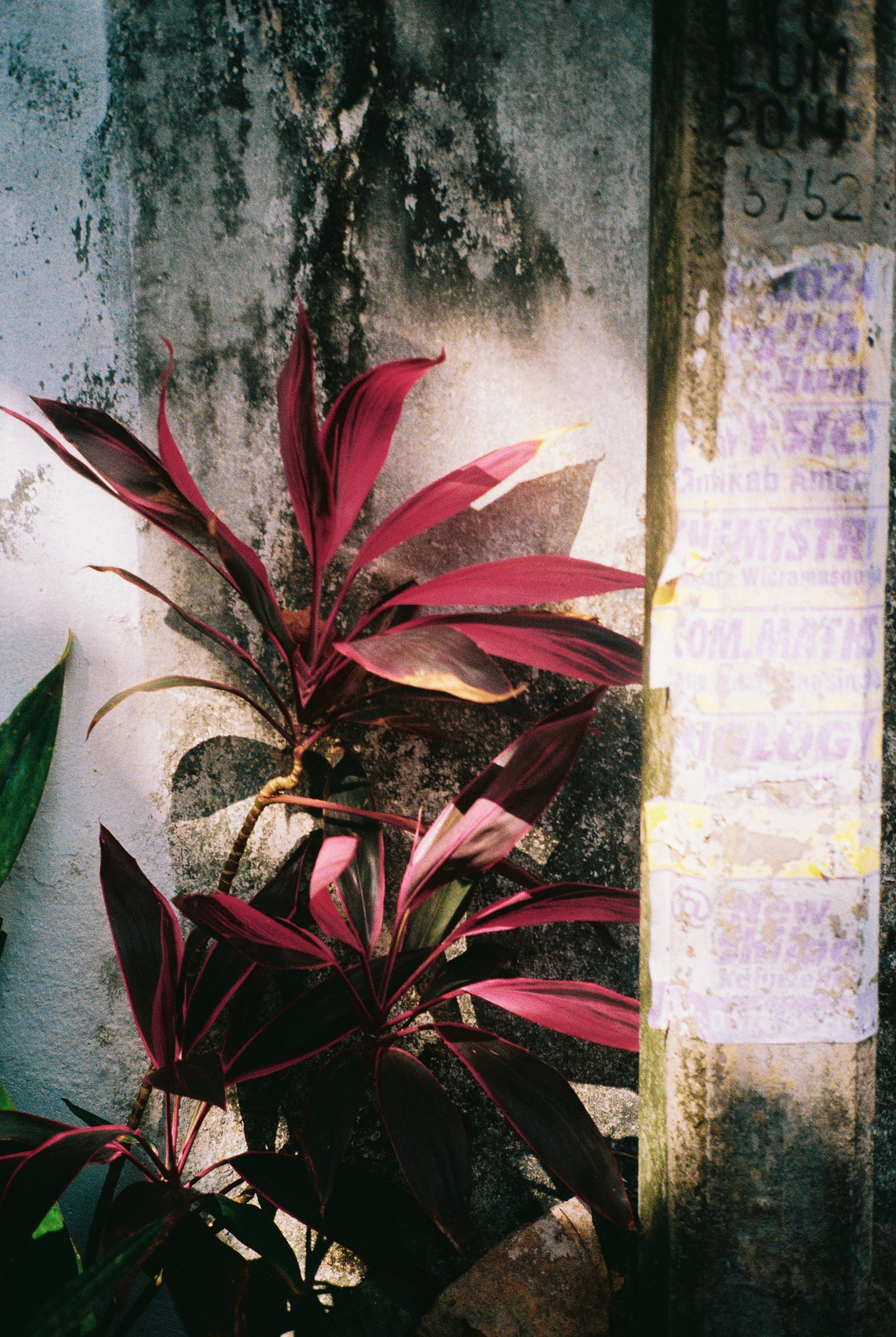 SRI LANKA'. Nik Paustovskiy photography