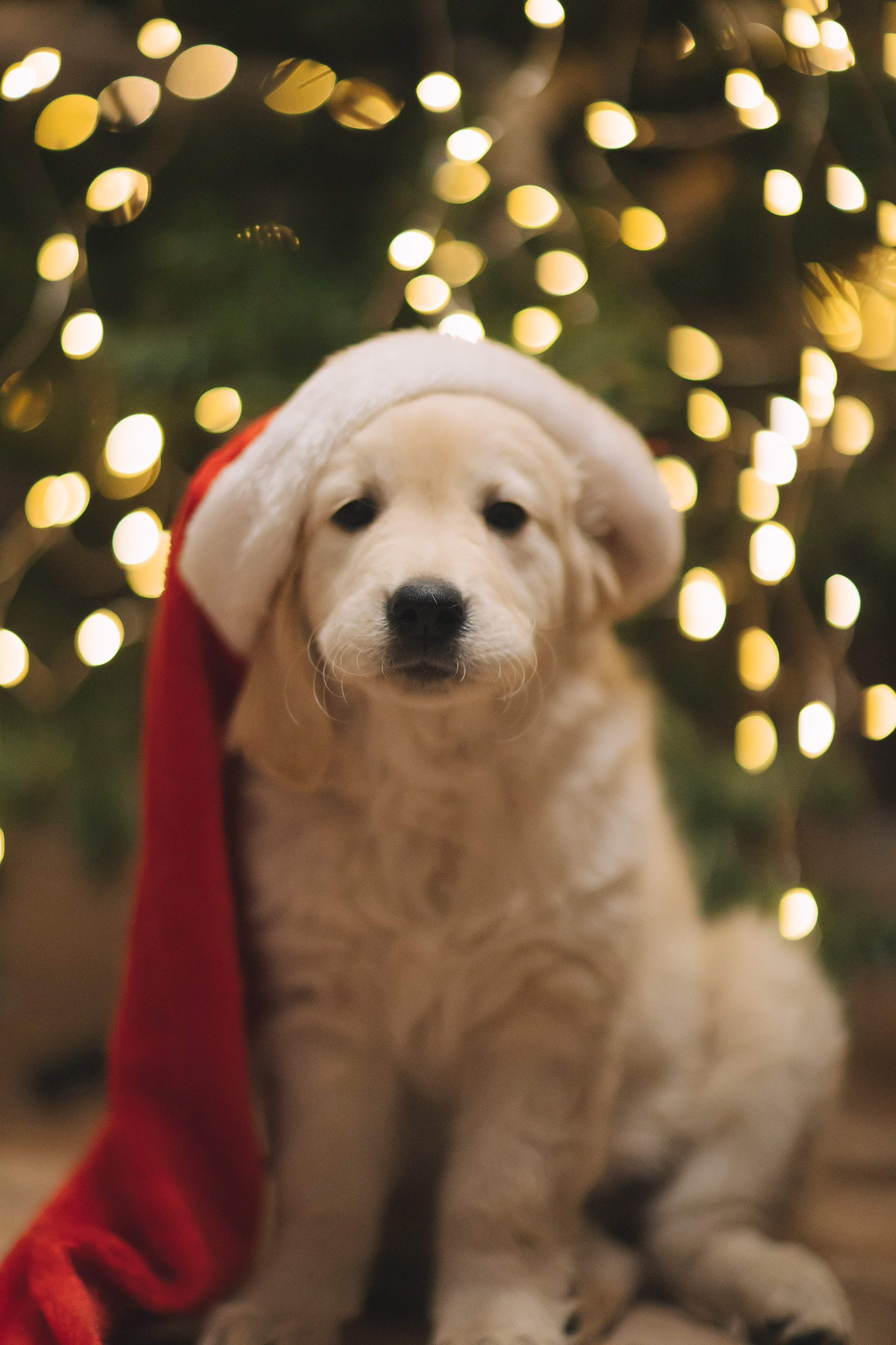 Снежик и Веста, НГ. Свадебный и женский фотограф