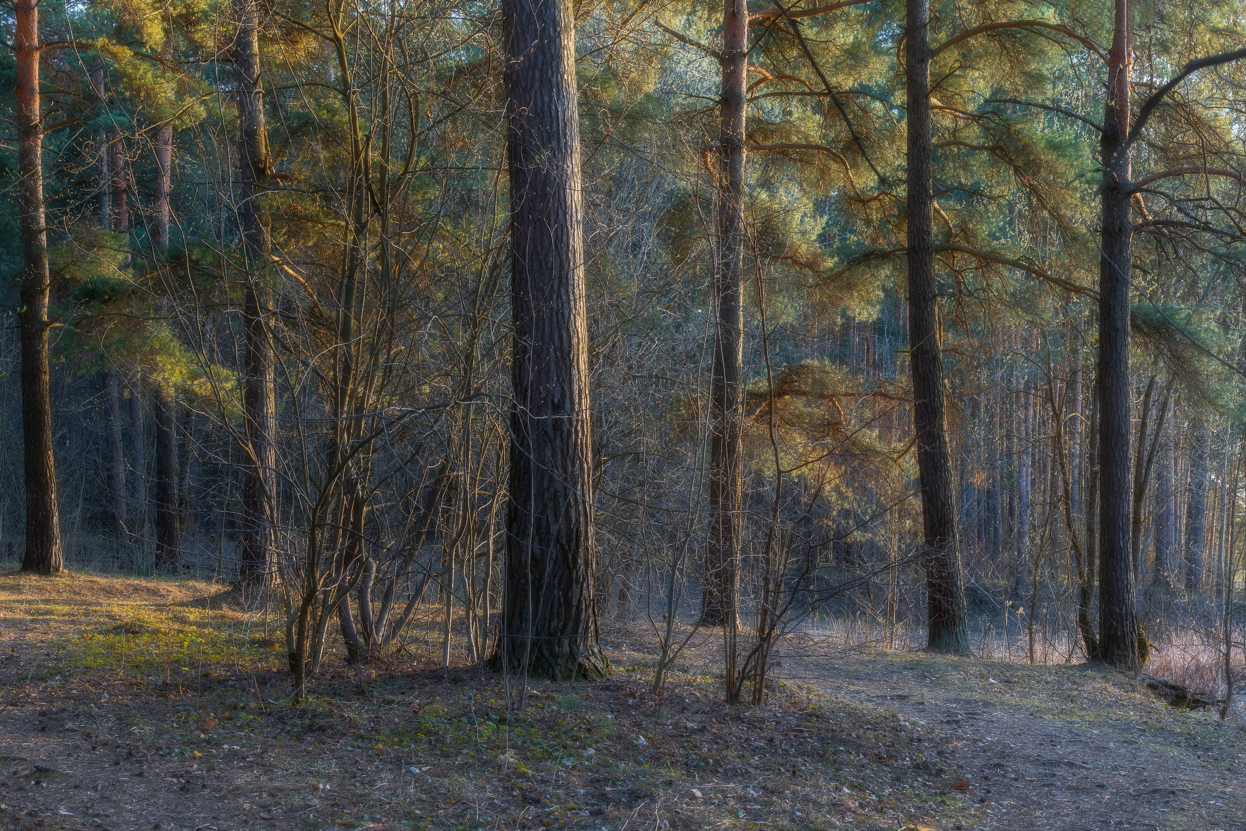 Природа (Весна). Фотограф Мартыненко Дмитрий