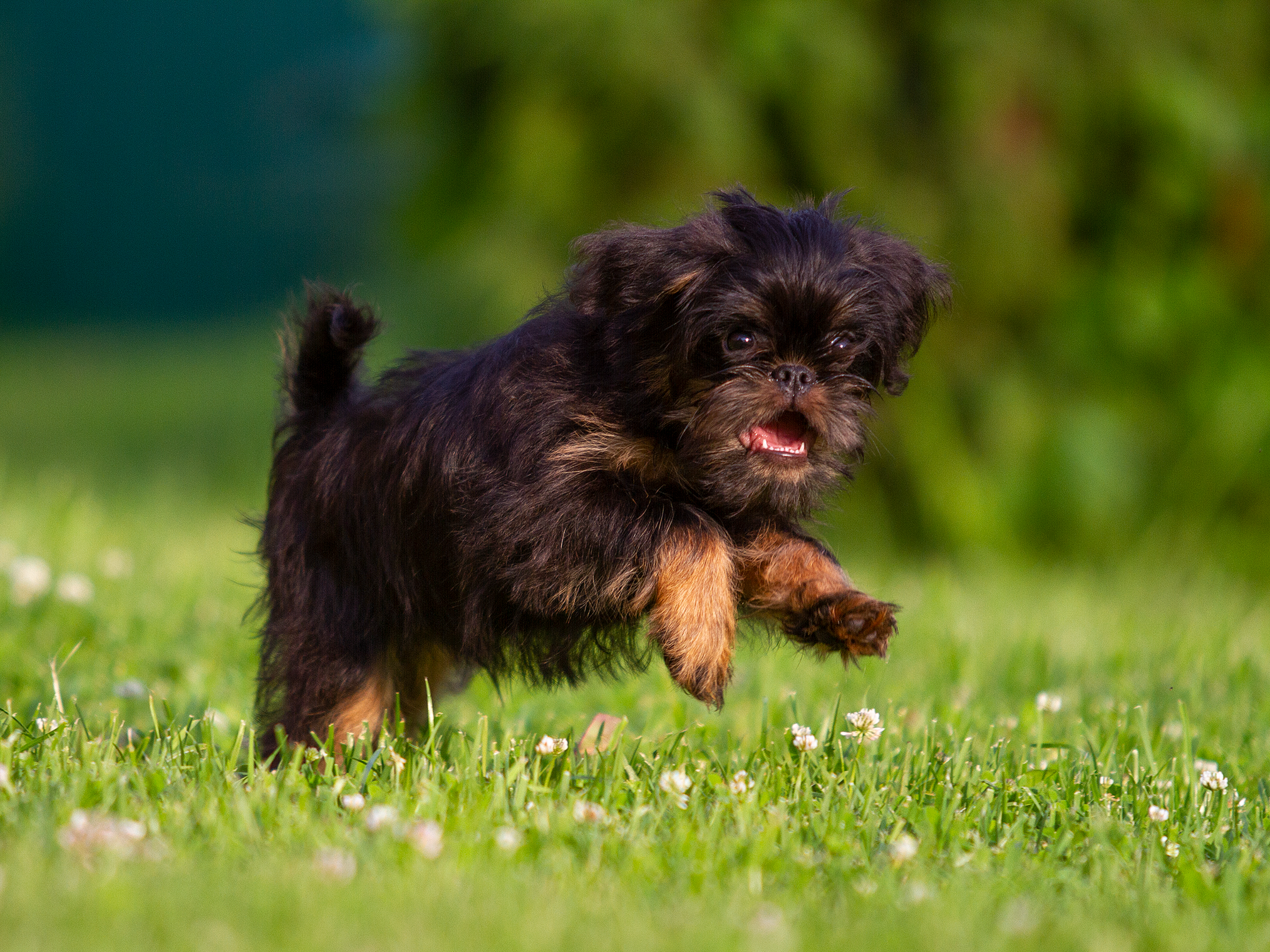 Щенки. Фотограф-анималист в Москве и МО Самойлова Марина