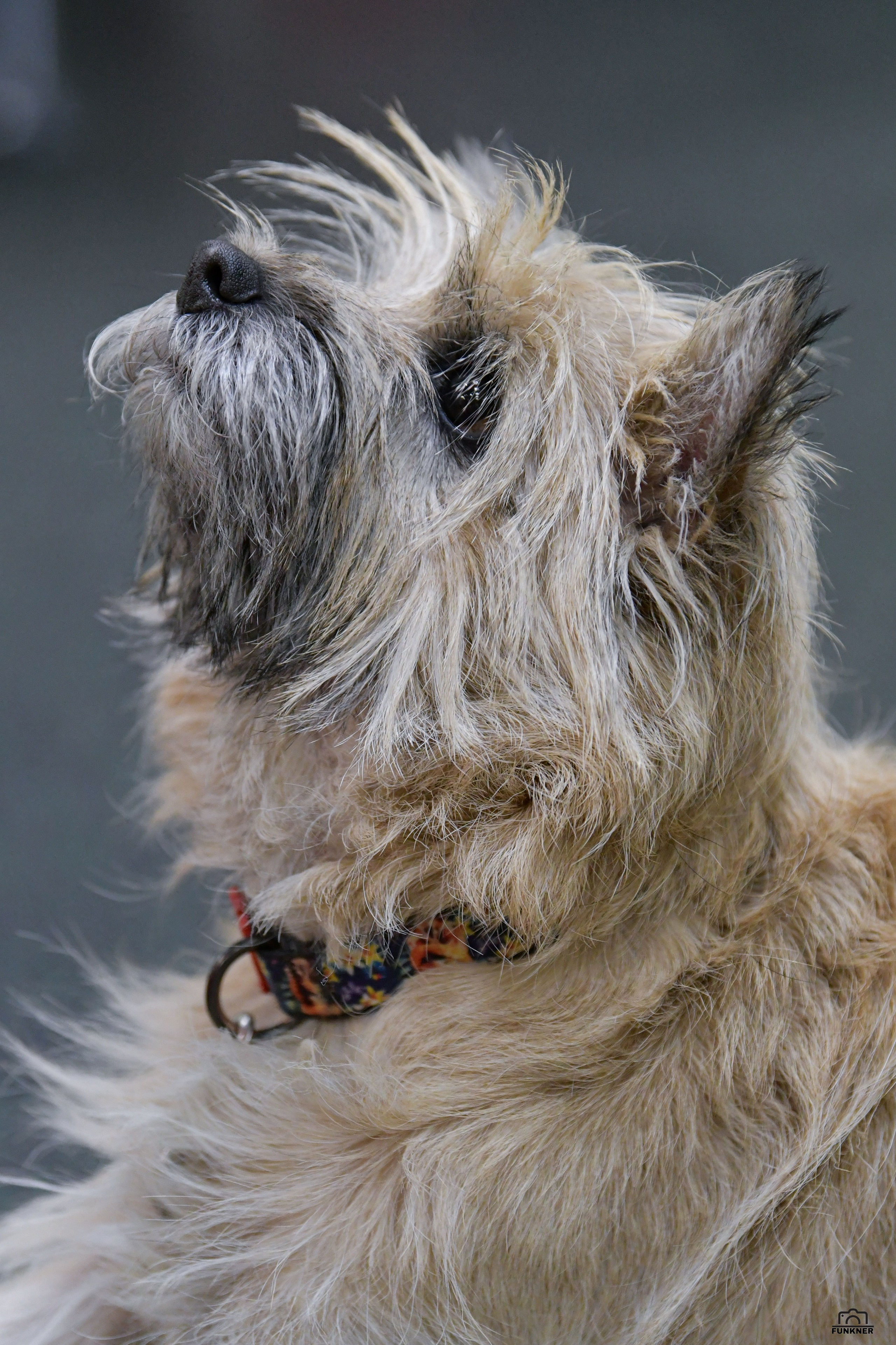 Кинологический клуб «Бодрый хвост». Свой взгляд через объектив