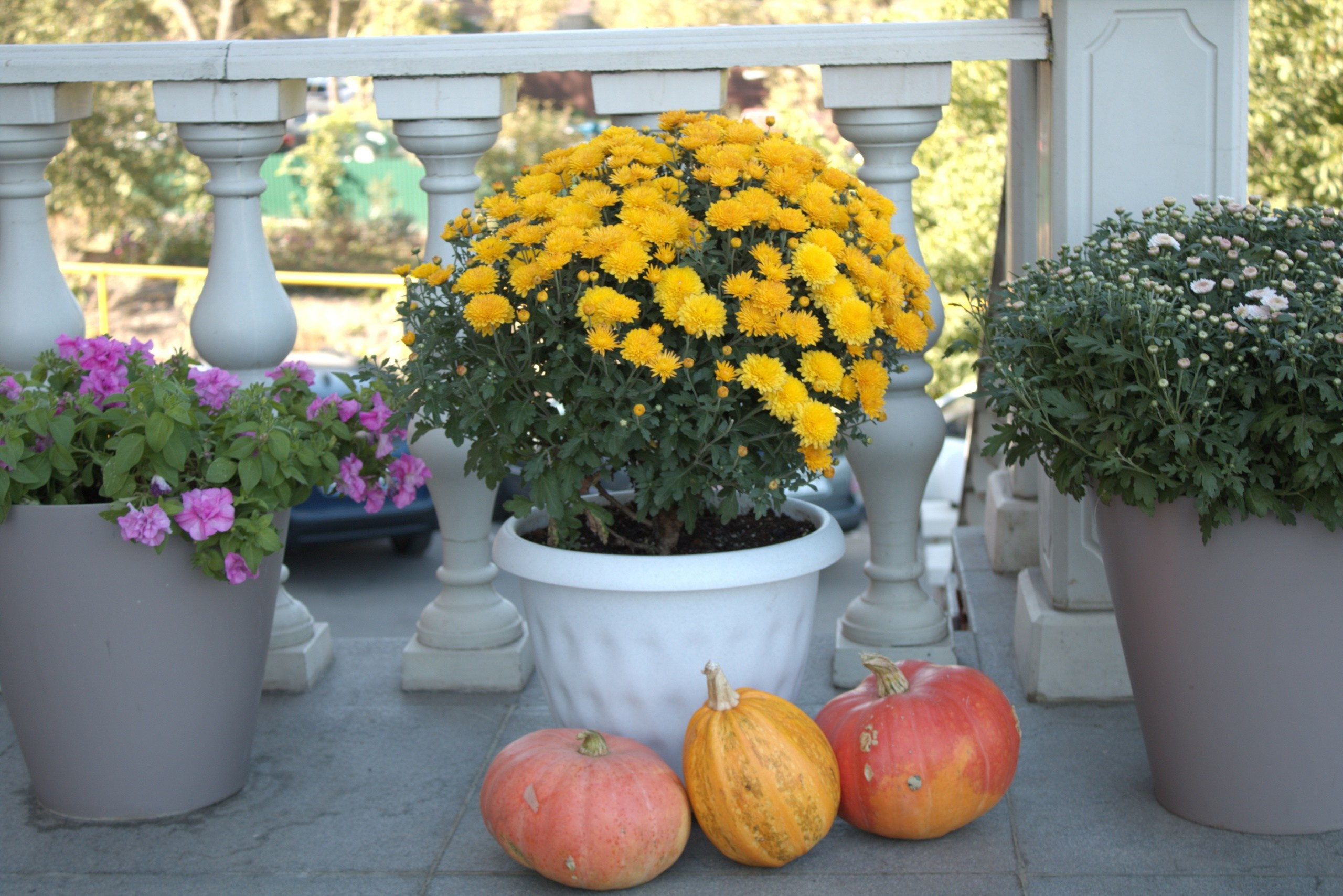 плоды тыквы на фоне цветов