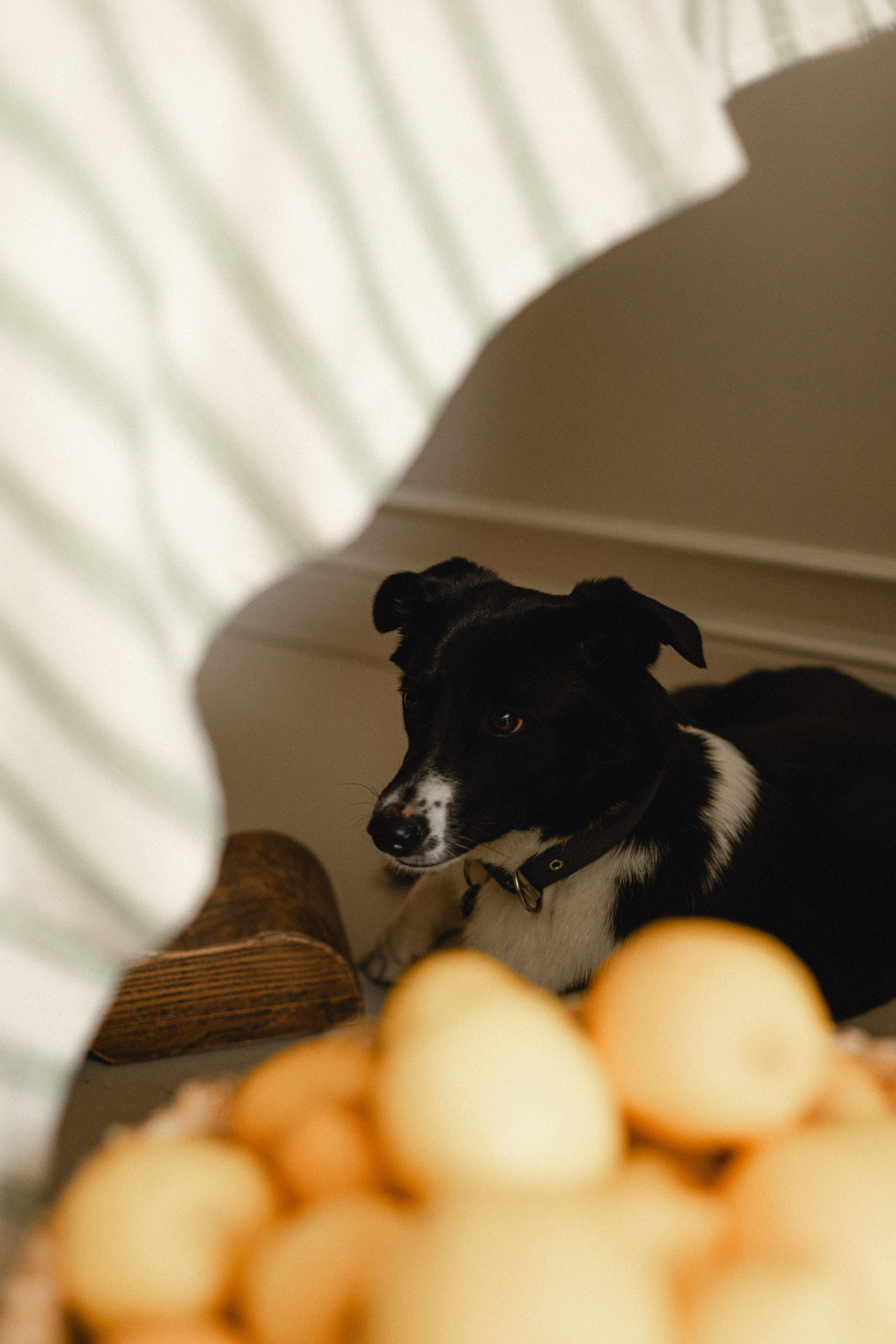 Лимонное настроение. Фотограф в Краснодаре и Краснодарском Крае