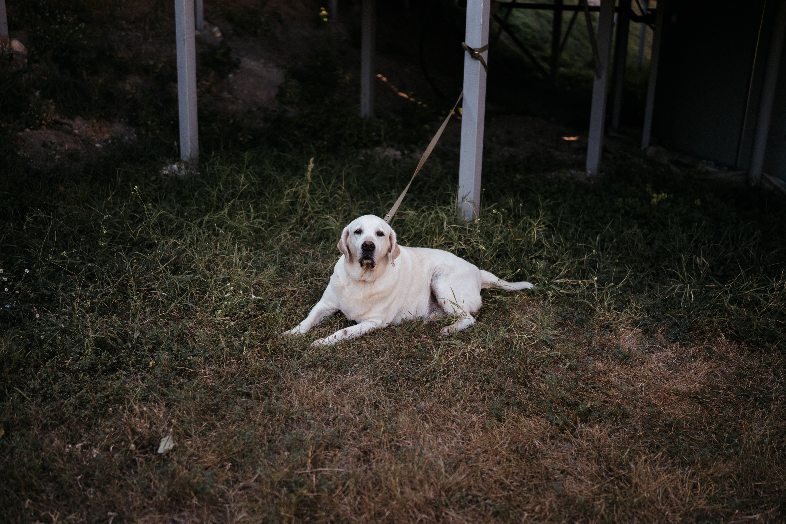 Василий и Виктория. Свадебный фотограф в Симферополе