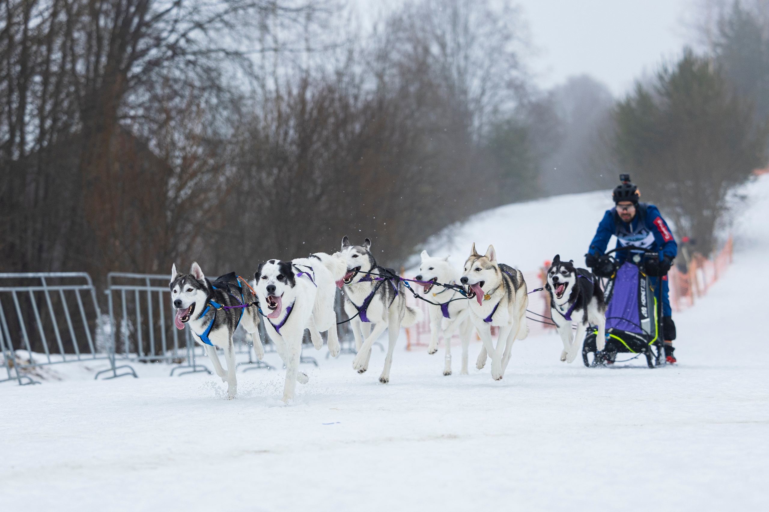 Зимний Чемпионат Санкт-Петербурга по ездовому спорту. Фотограф-анималист Анна Маринич