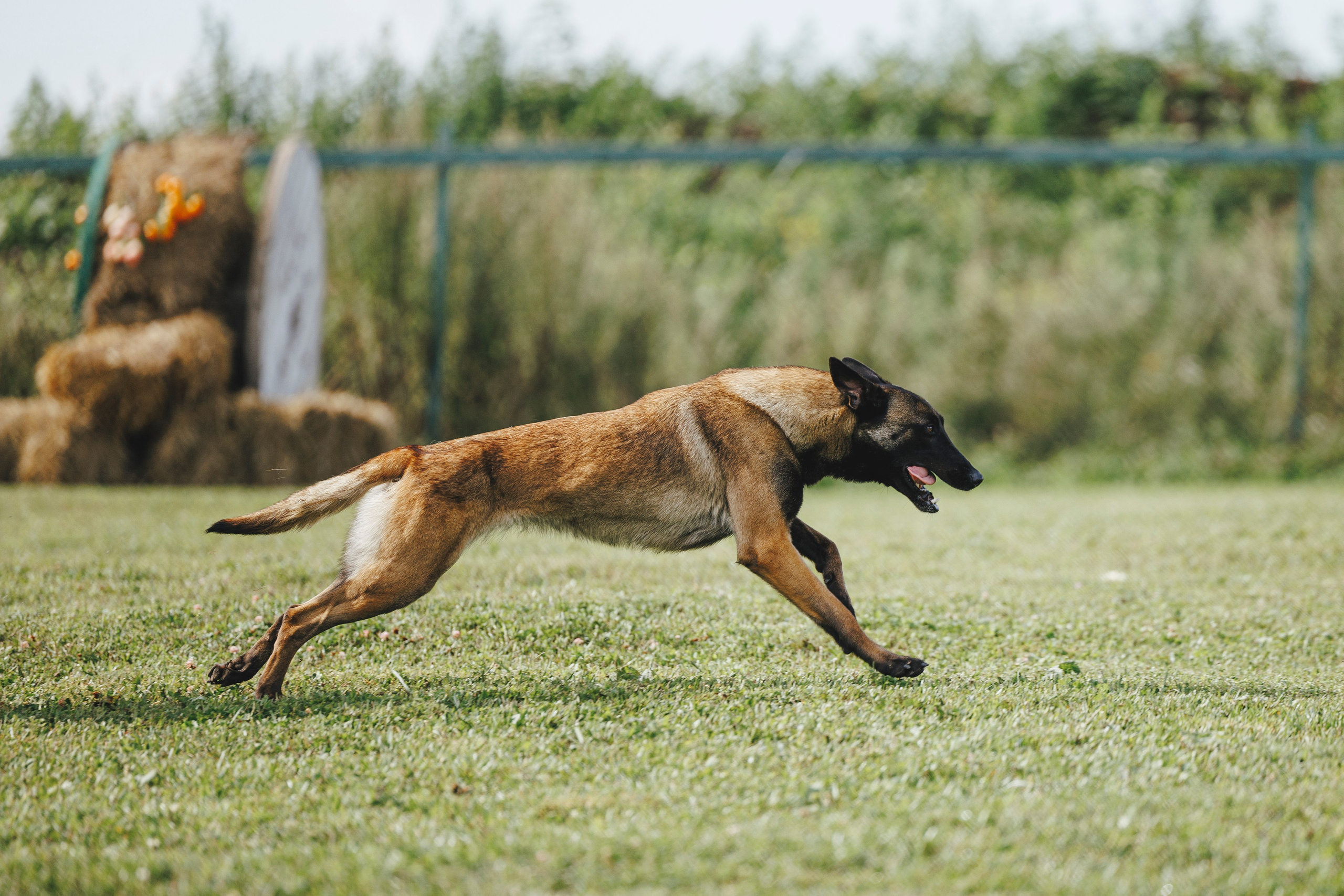 08.08.25-10.08.25 ЧР по мондьорингу г. Вологда. Фотограф-анималист Анна Маринич
