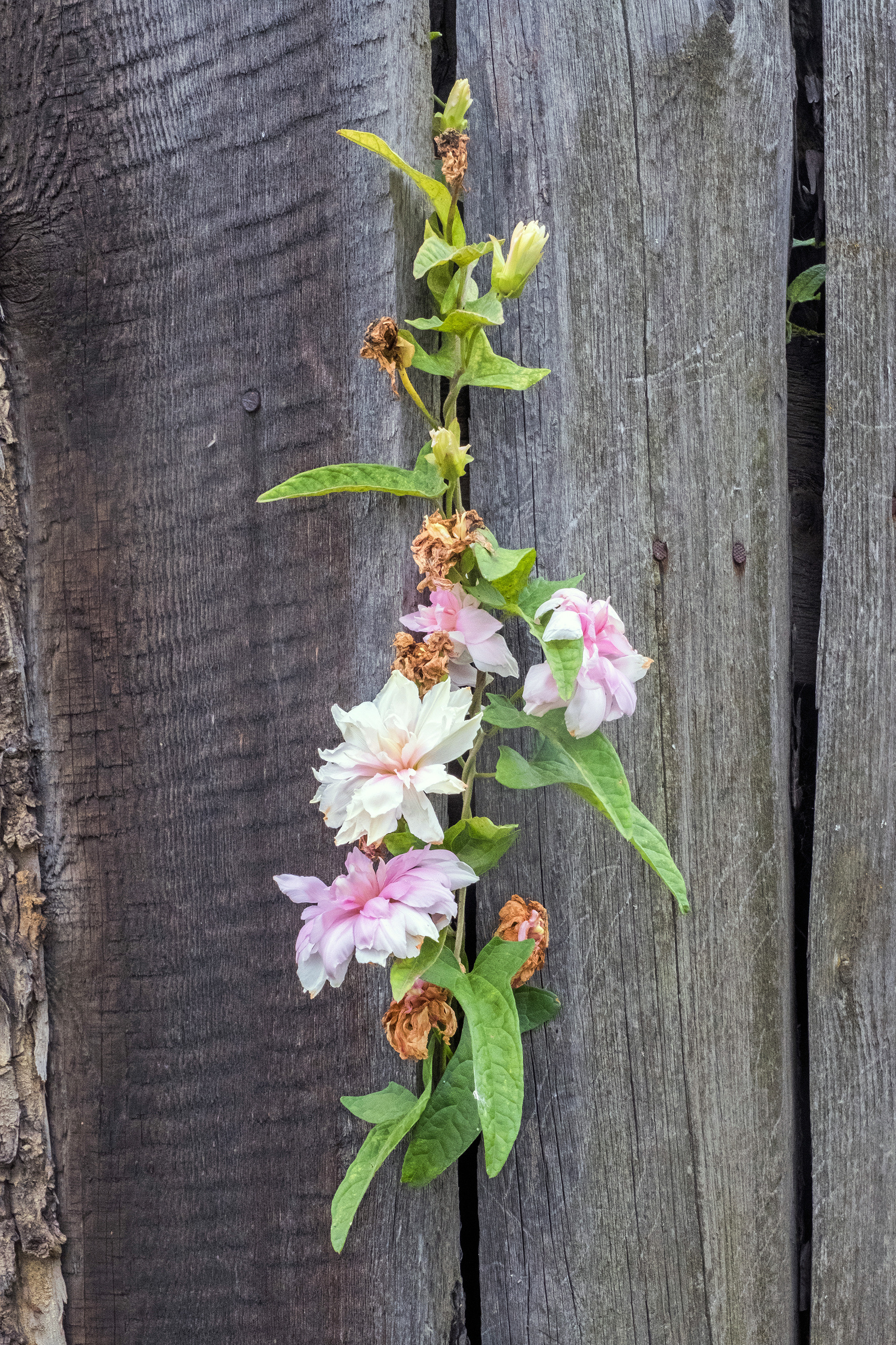 Nikolaevka. Стас Понятовский