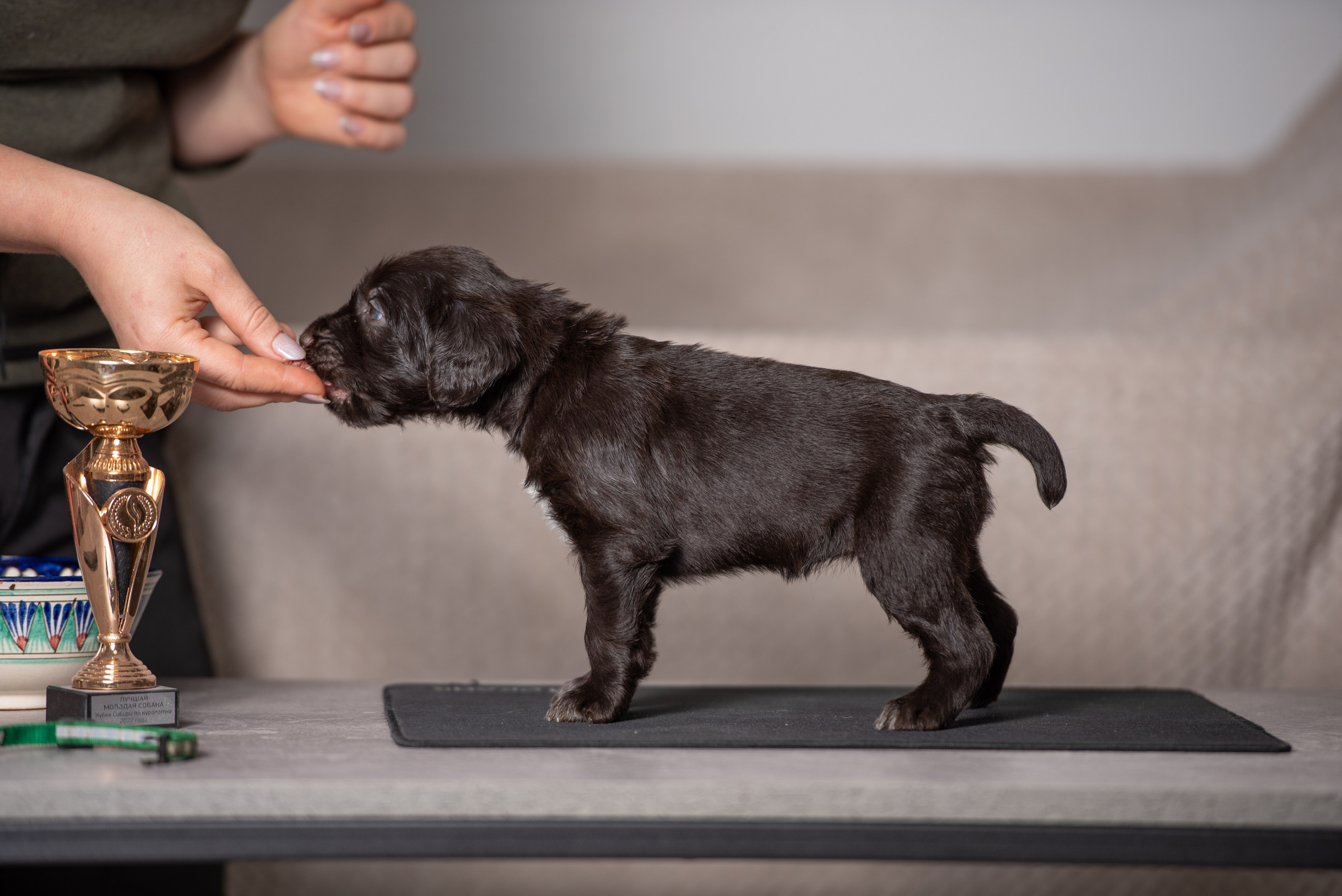 Валькирия вом Сандра Лэнд, Valkiriya vom Sandra Land