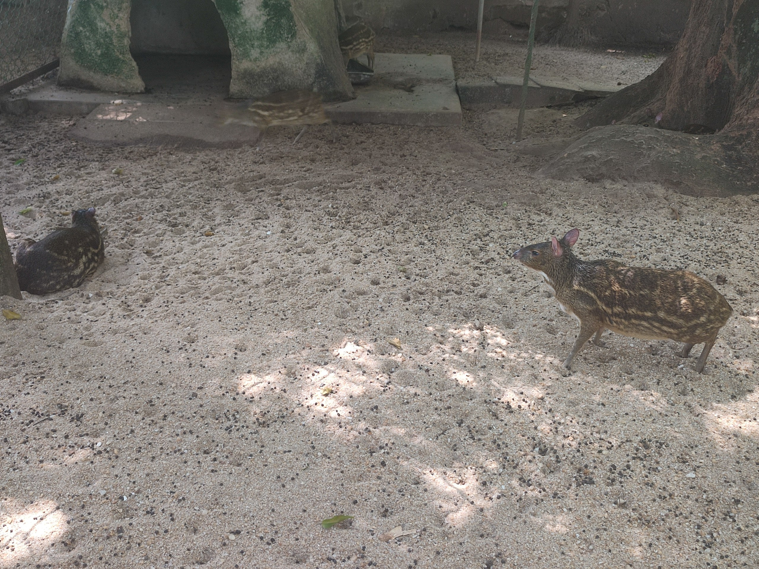 Шри-Ланка | 31.01 — 10.02.2025. Галерея Фантим