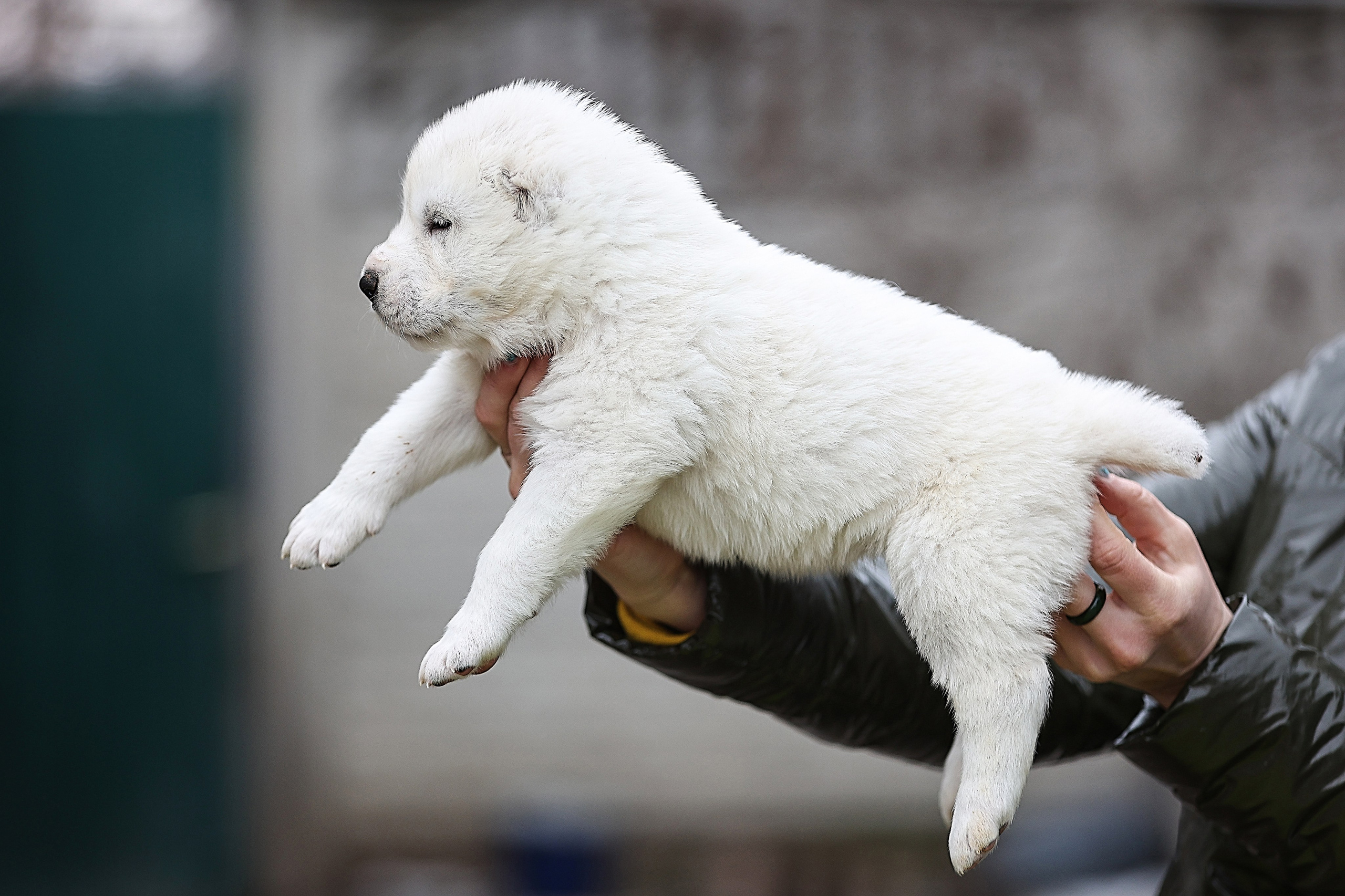 ФОТОССЕСИЯ ЩЕНКОВ. Фотограф-АниМалист Анна Абрамова
