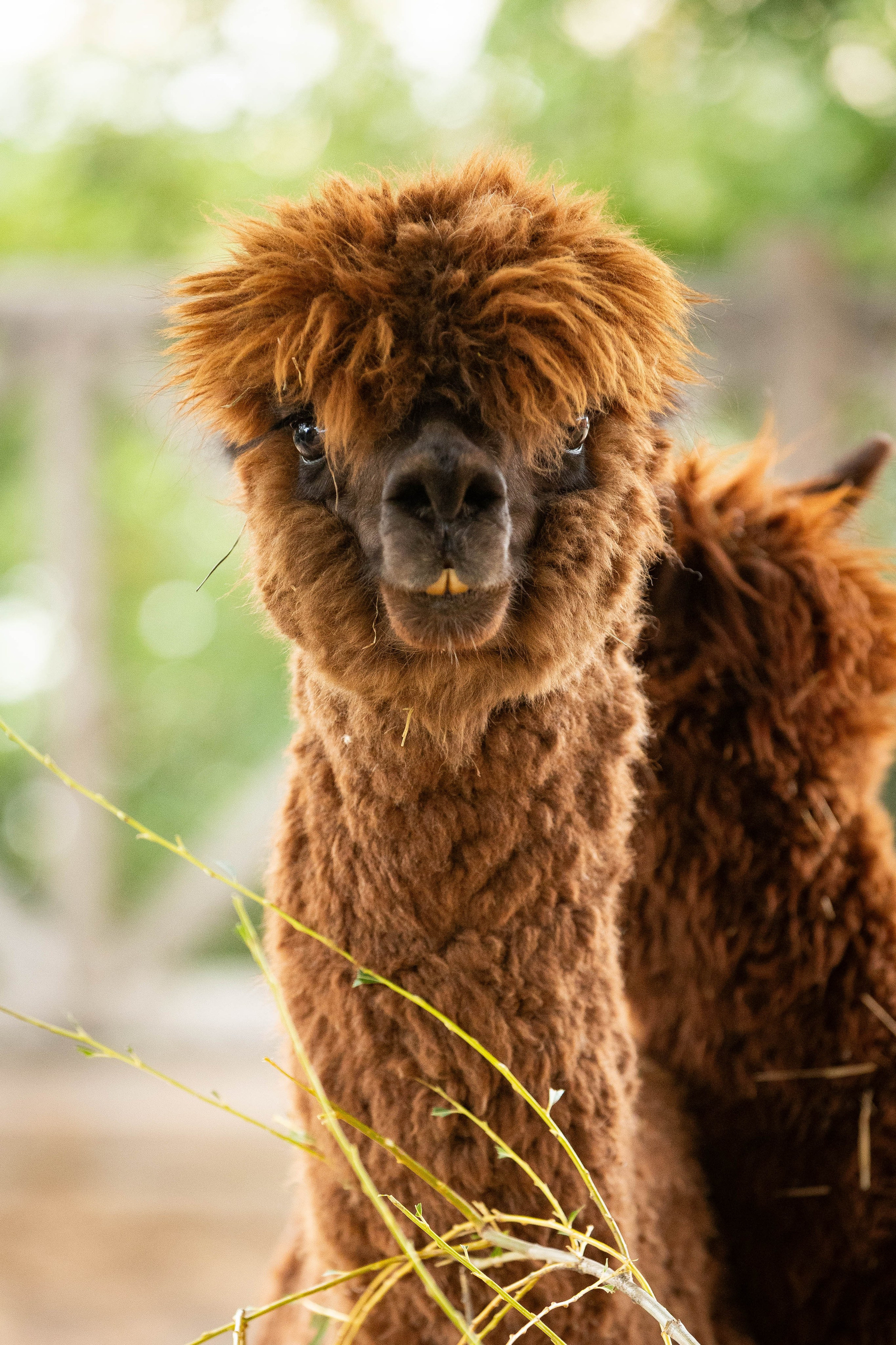 Зоопарк Малинки. Фотограф-АниМалист Анна Абрамова