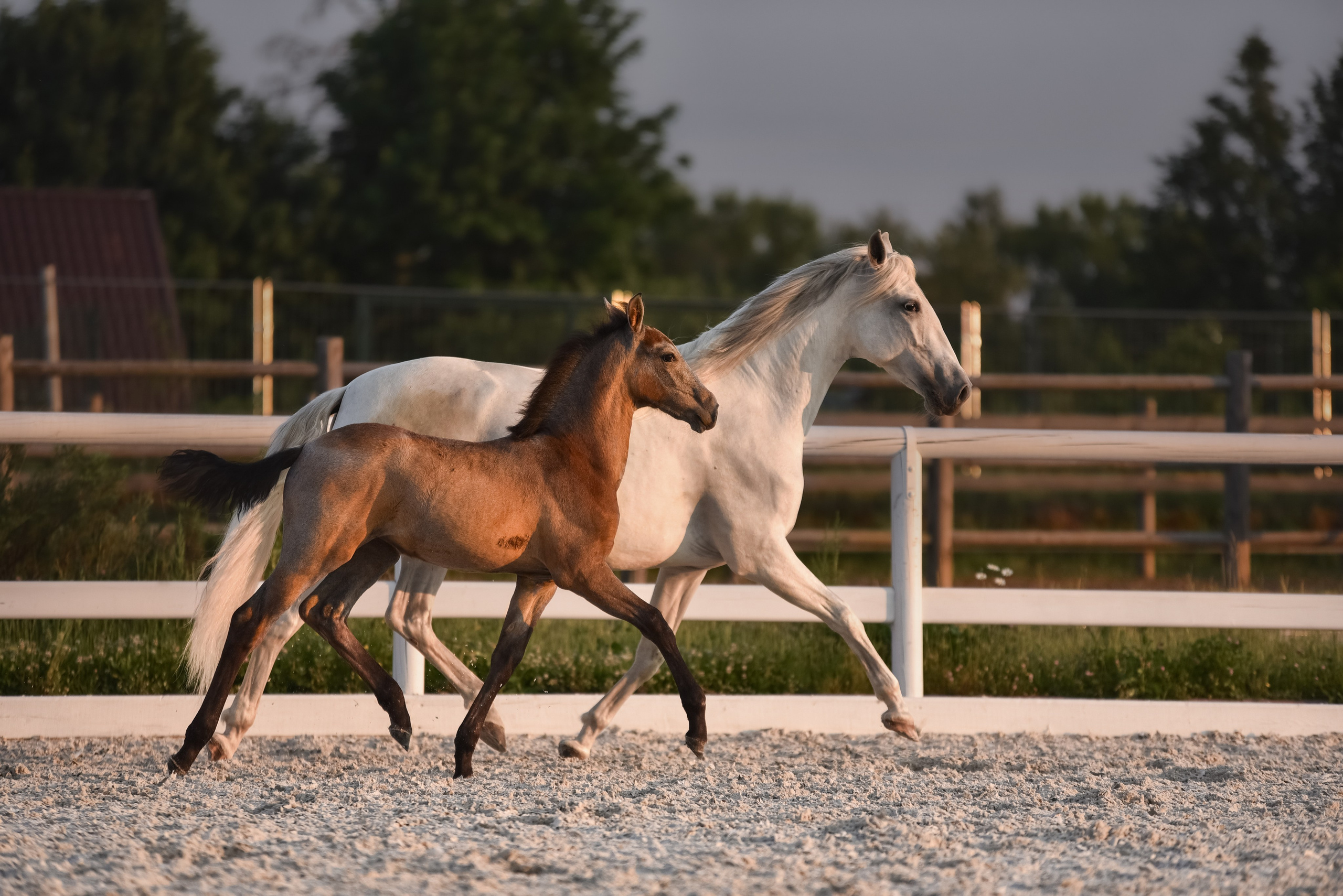Лошади на свободе, съемка лошадей, экстерьерная съемка, фотосессия